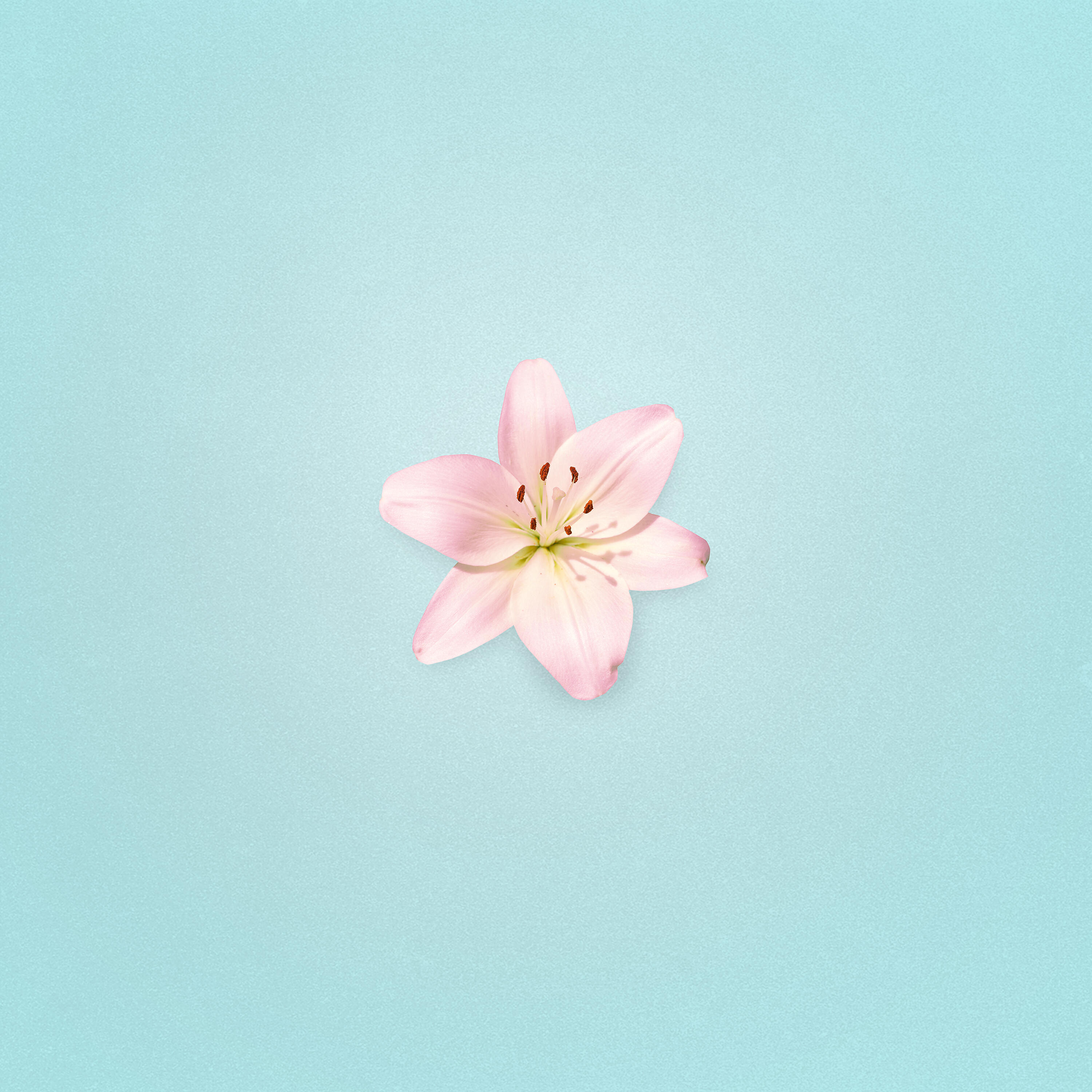 Релиз Darling