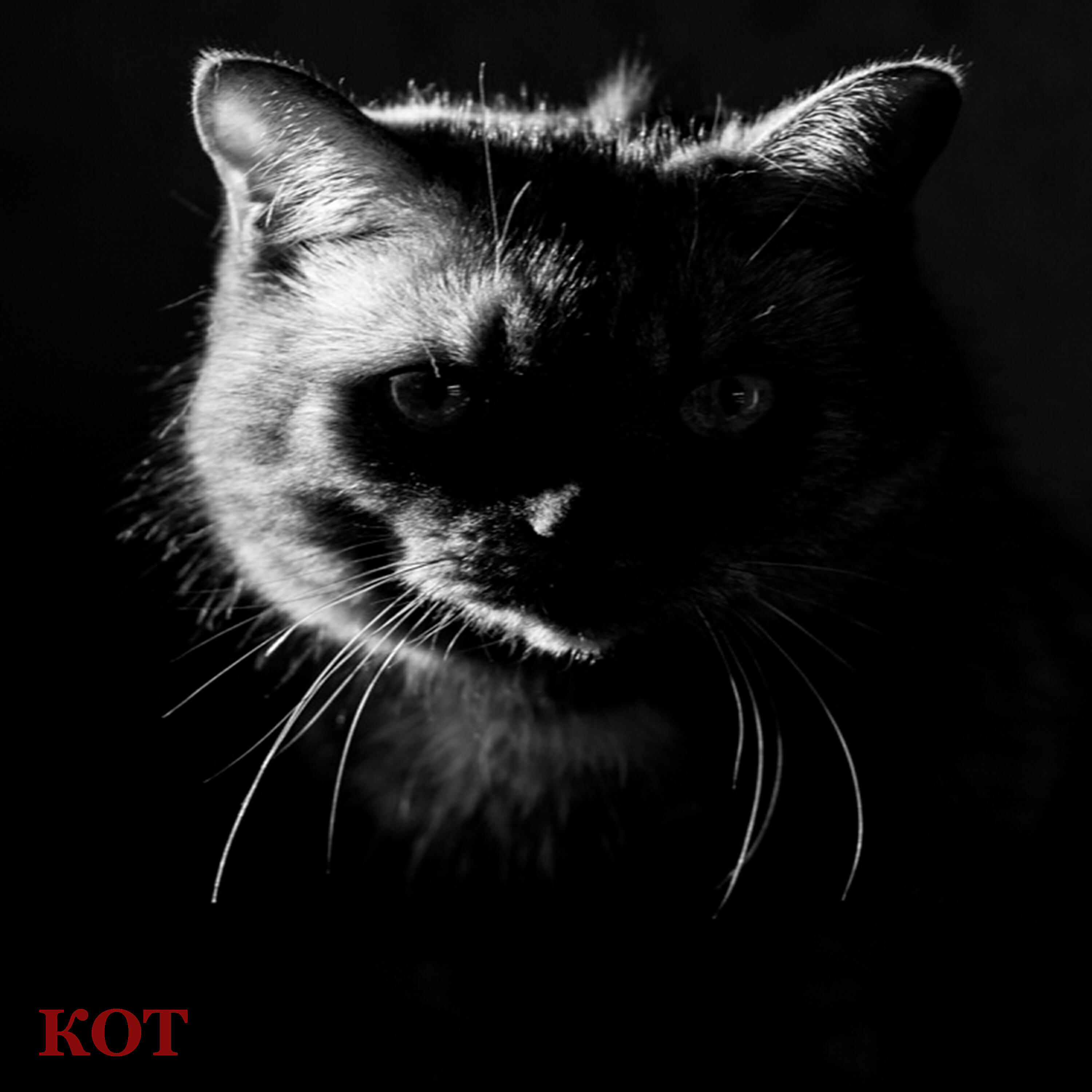 Релиз Кот