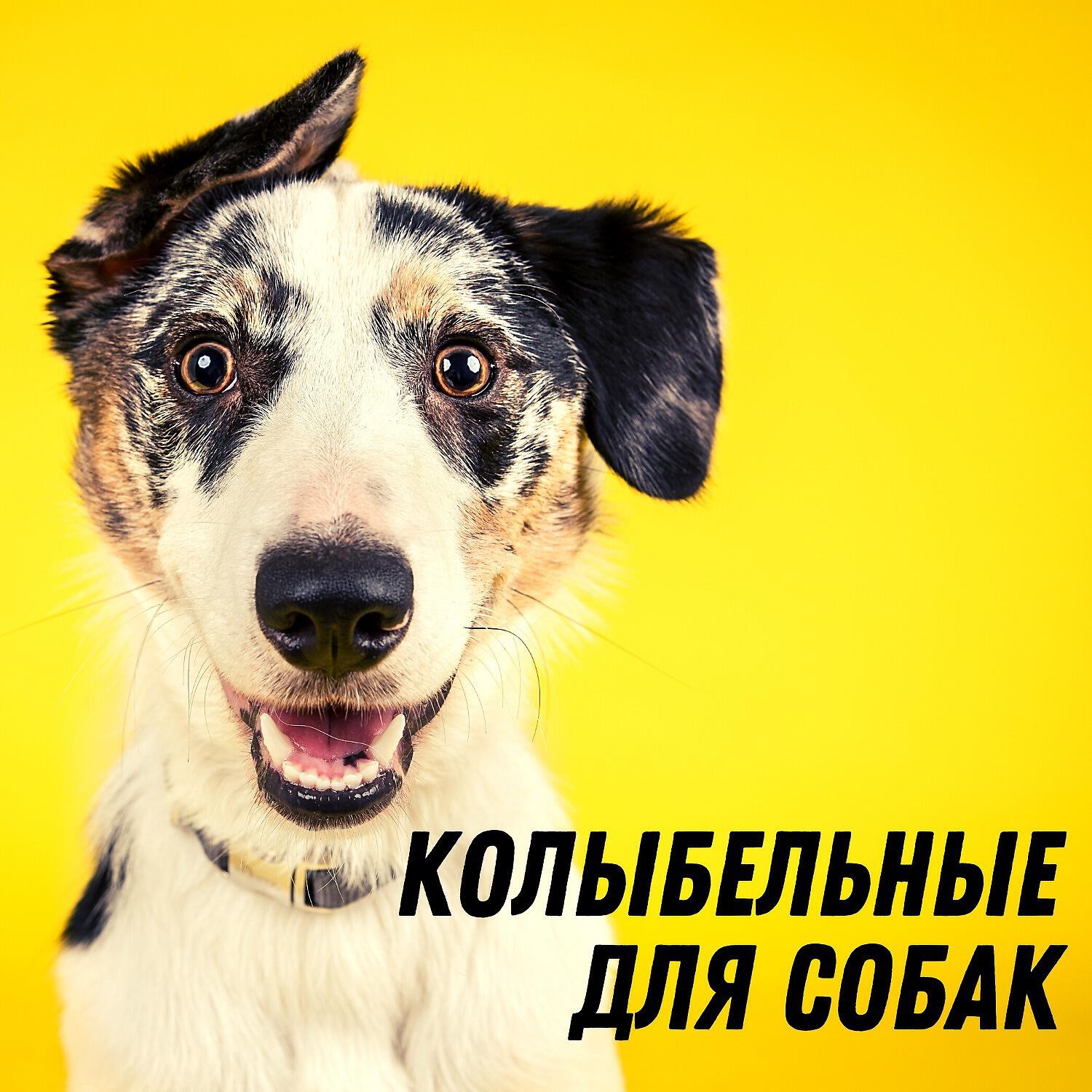 Релиз Колыбельные для собак – Yспокаивающая, расслабляющая музыка для домашних животных, успокаивающая музыкальная терапия, звуки природы, спокойствие и расслабление