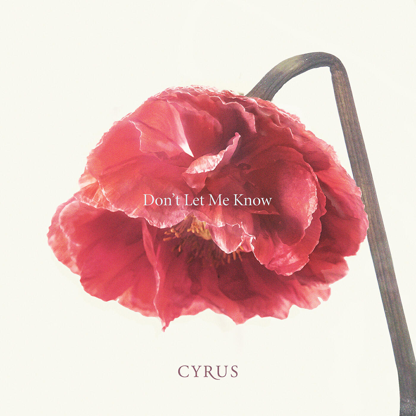 Релиз Don't Let Me Know