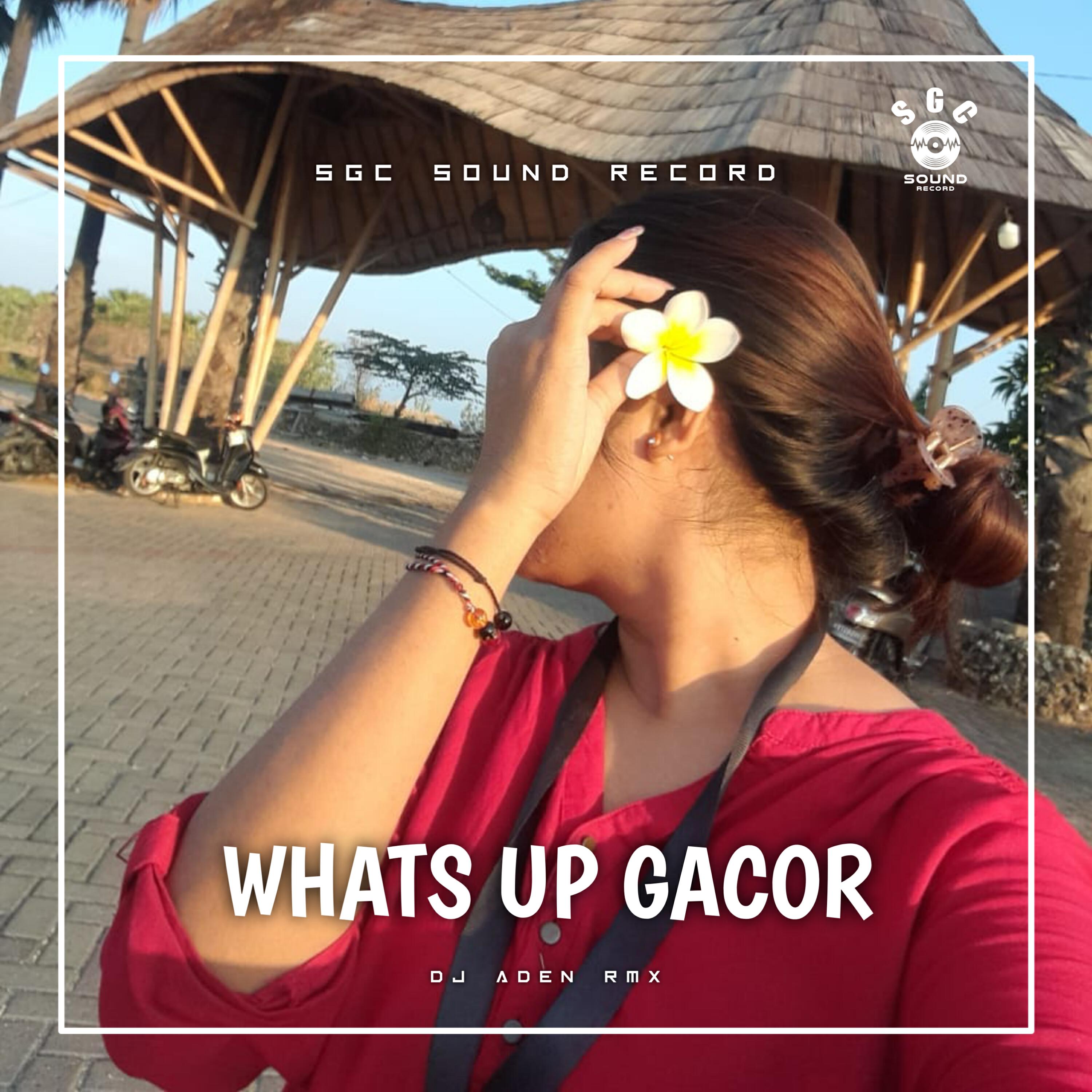 Релиз Whats Up Gacor