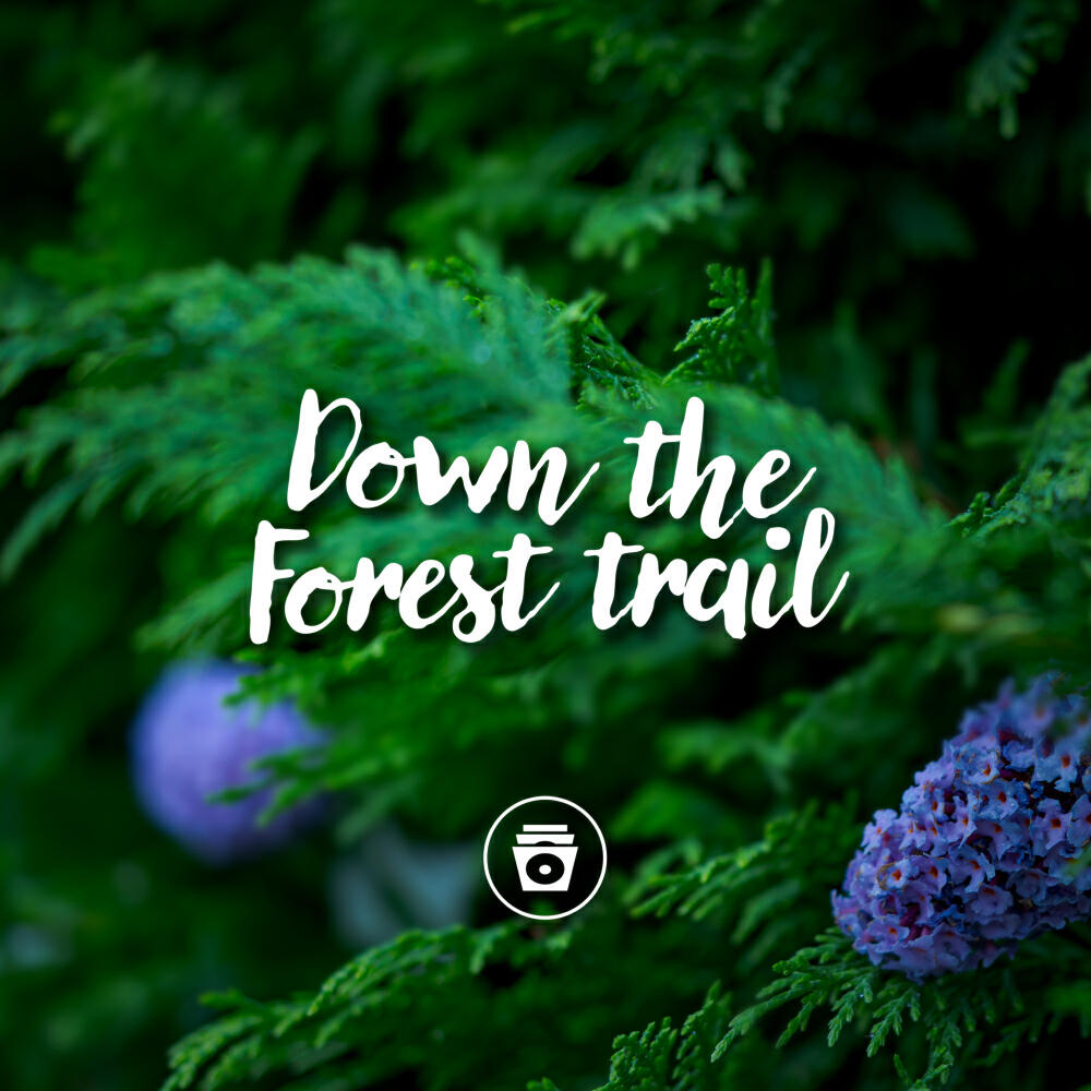 Релиз Down The Forest Trail