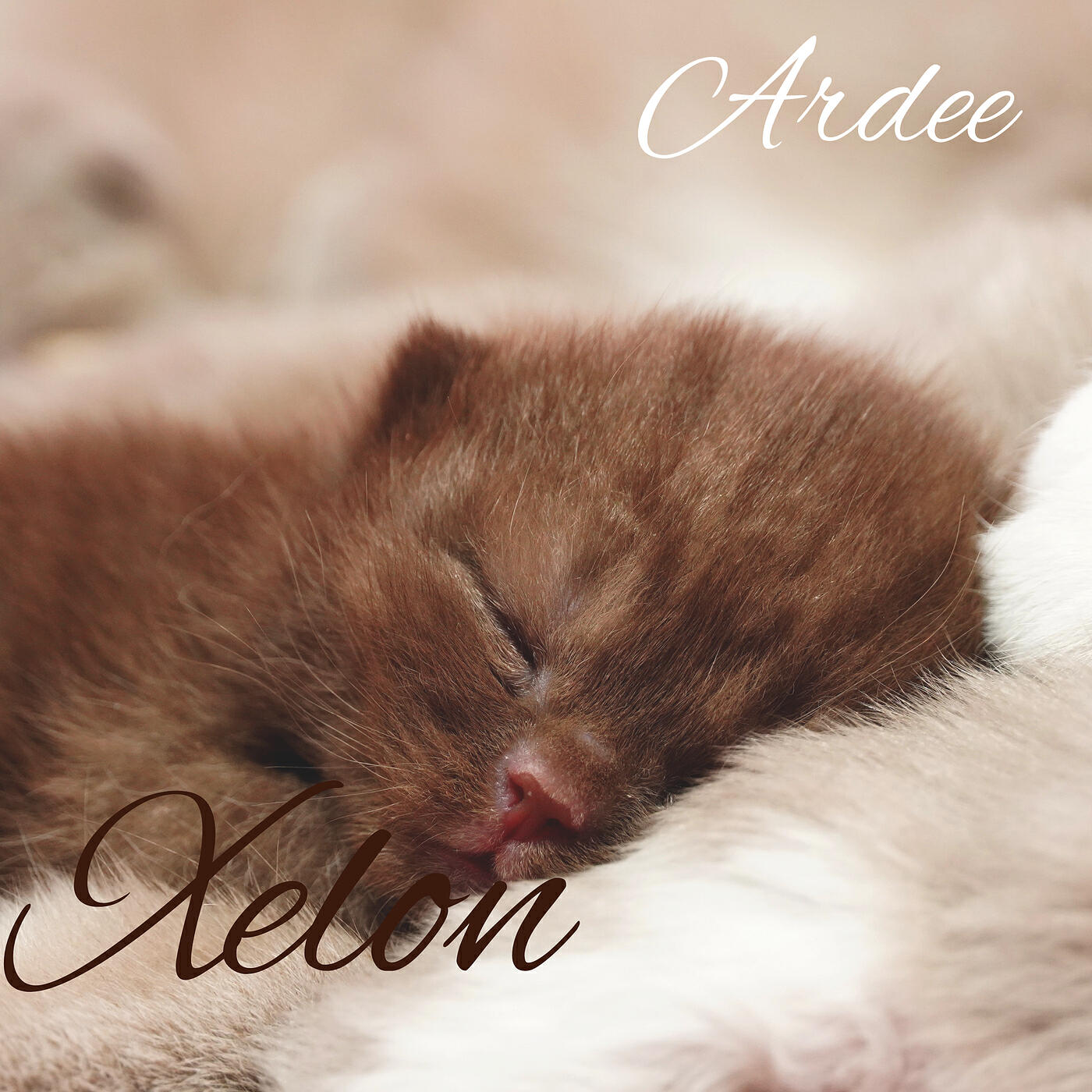 Релиз Ardee