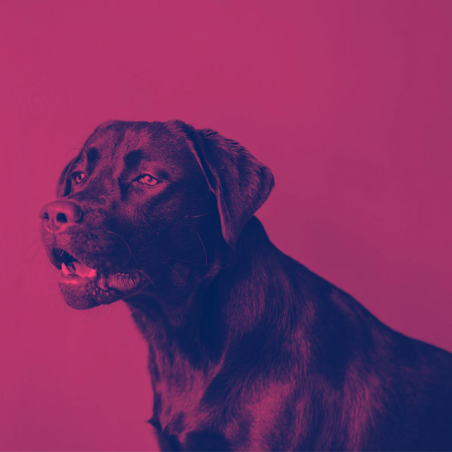 Piano Music for Dogs Retro