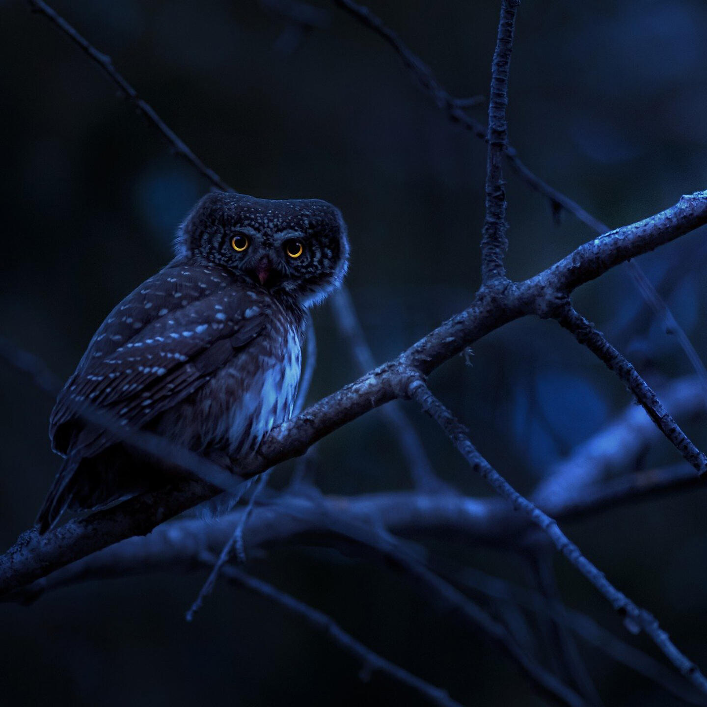 Релиз DJ CAMPURAN TERENA / ANU REMON