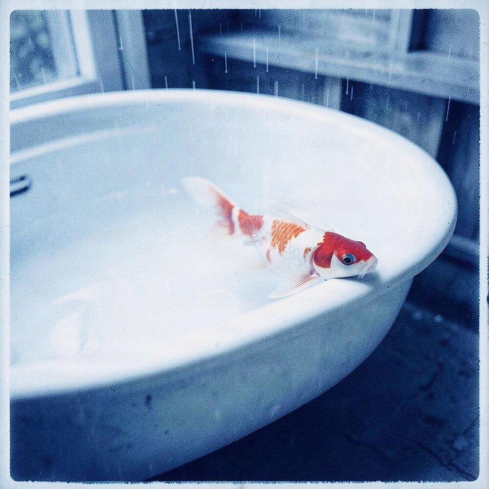 Релиз Koi in the Sink