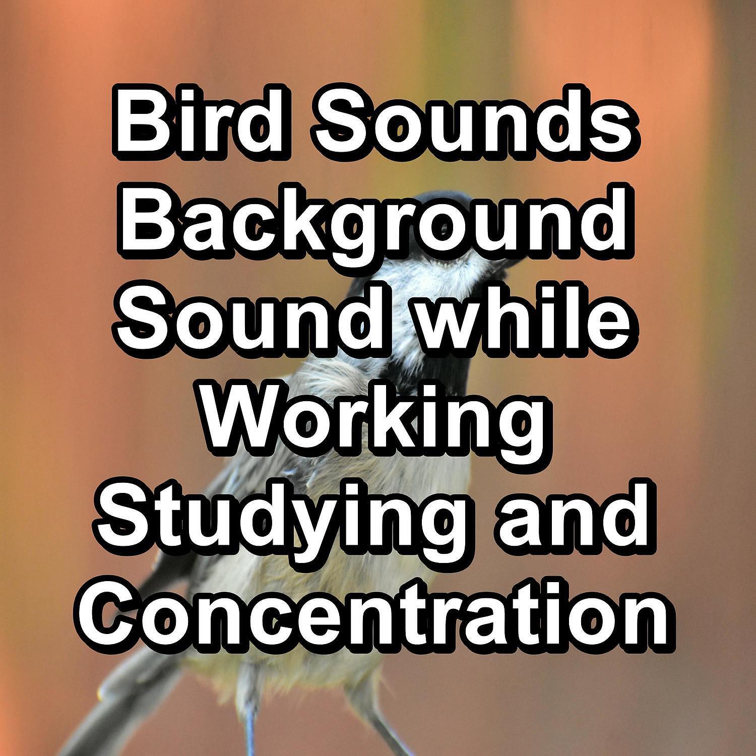 Релиз Bird Sounds Background Sound while Working Studying and Concentration