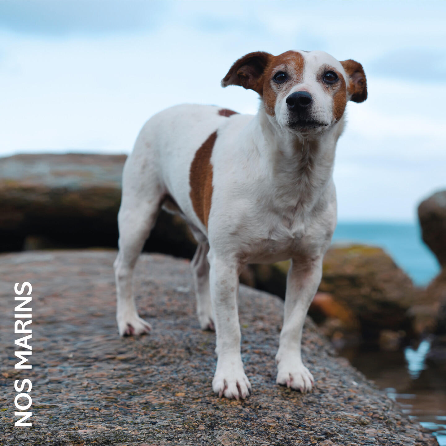 Релиз Ici la mer