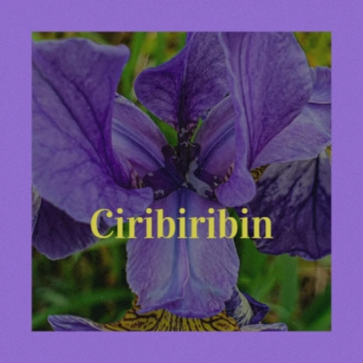 Релиз Ciribiribin