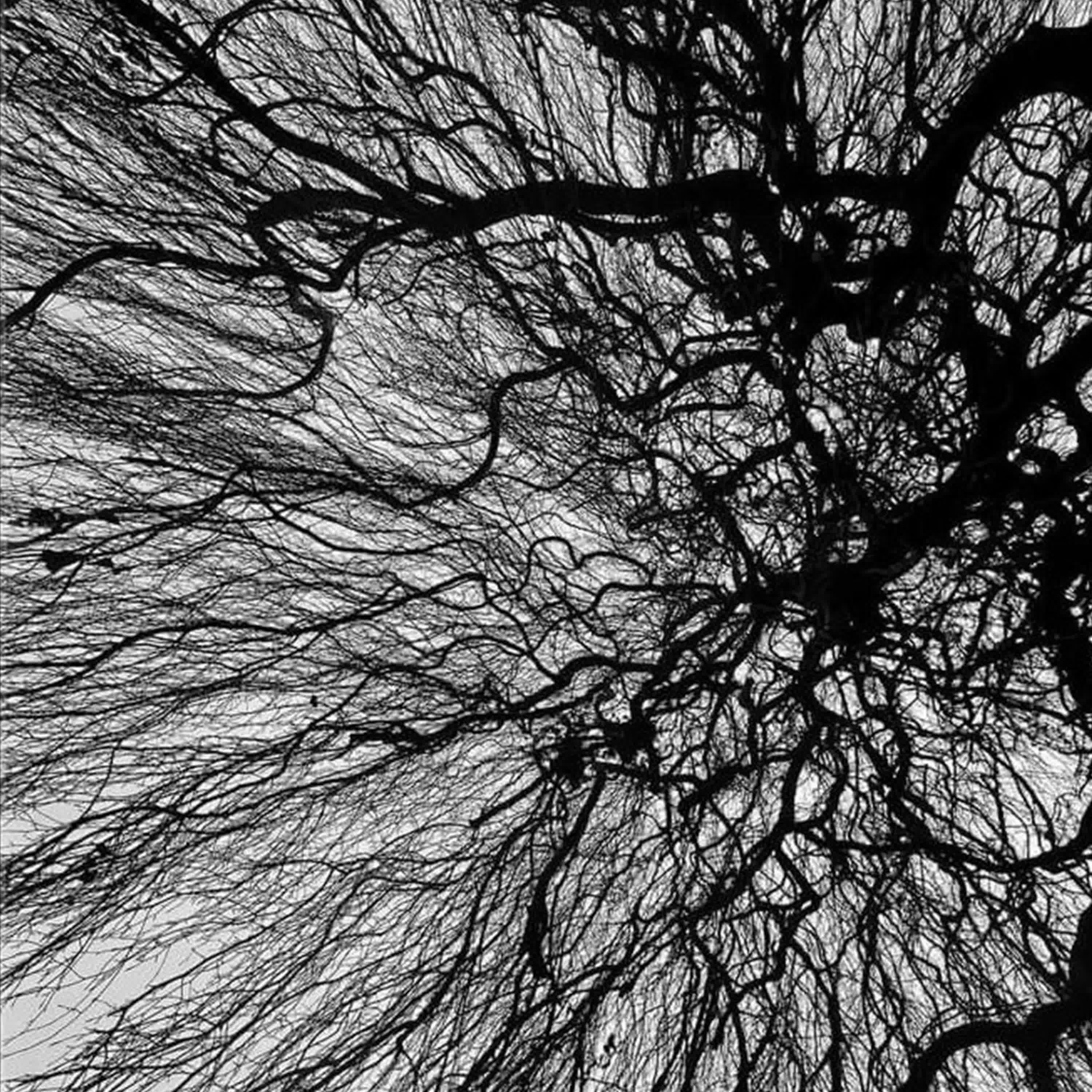 Релиз walking through the hidden paths of your dreams
