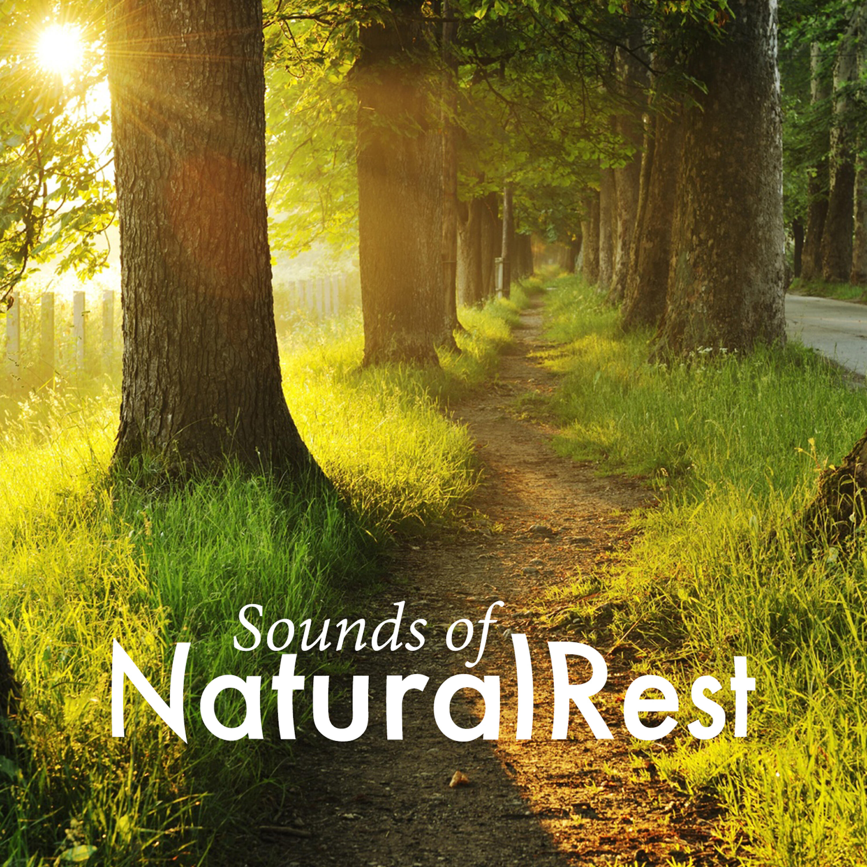 Релиз Sounds of Natural Rest