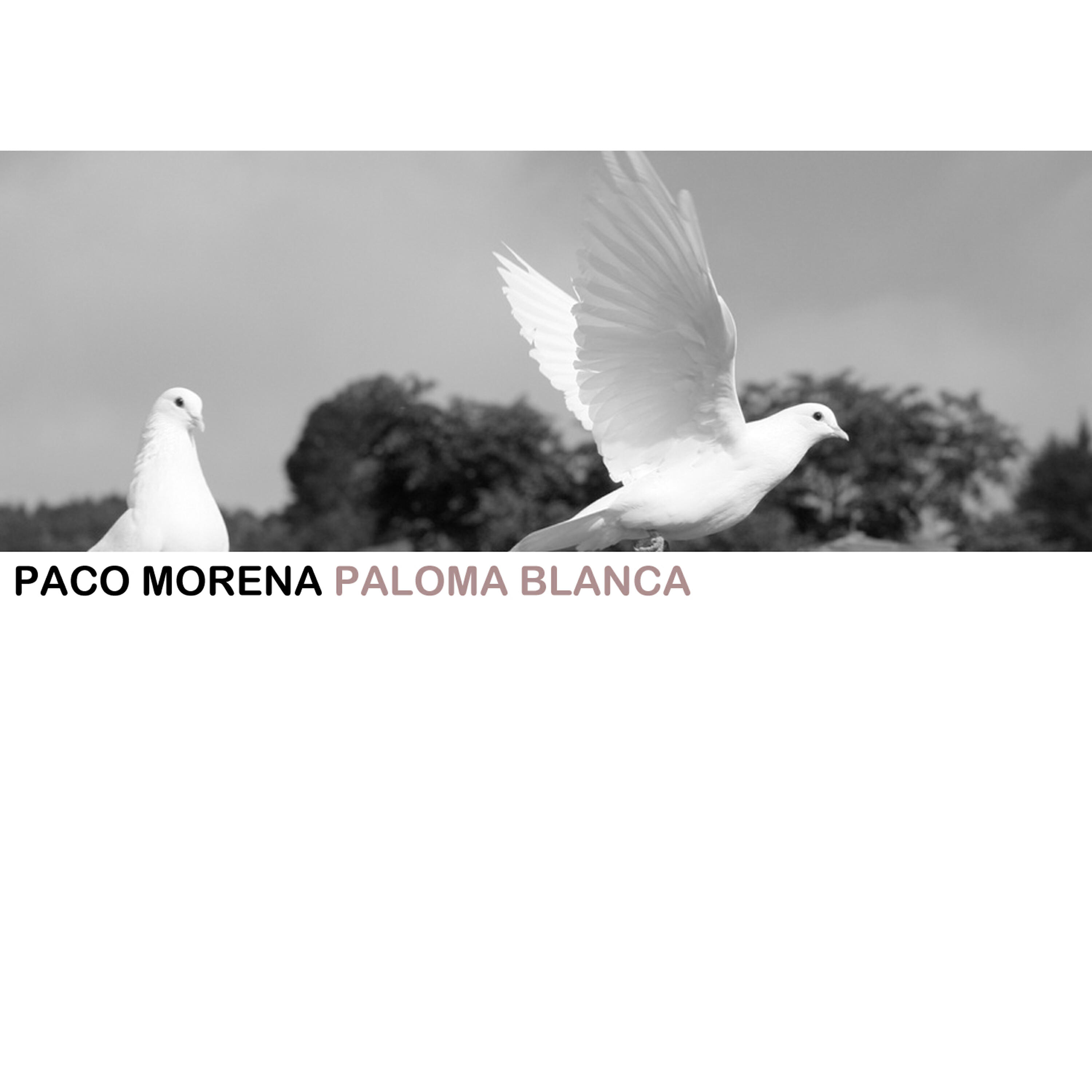 Paco Morena