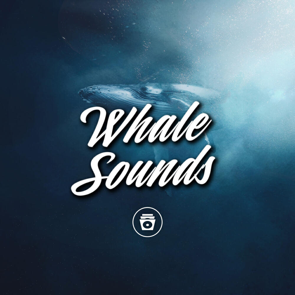 Релиз Whale Sounds