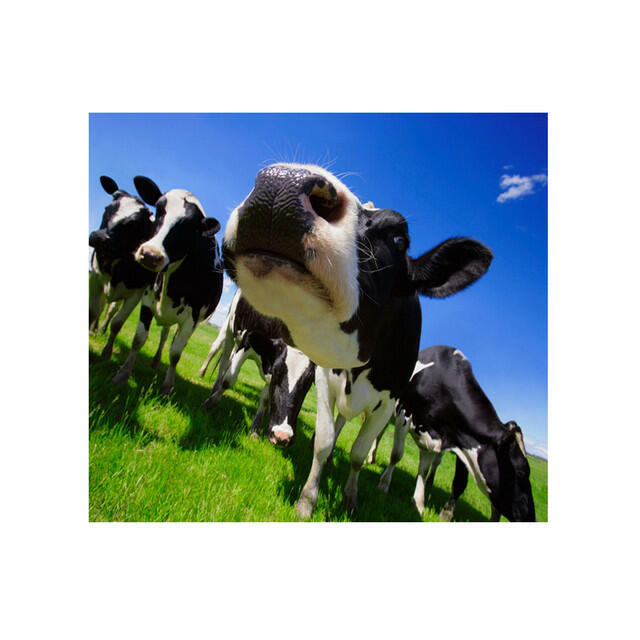 Релиз La Vache