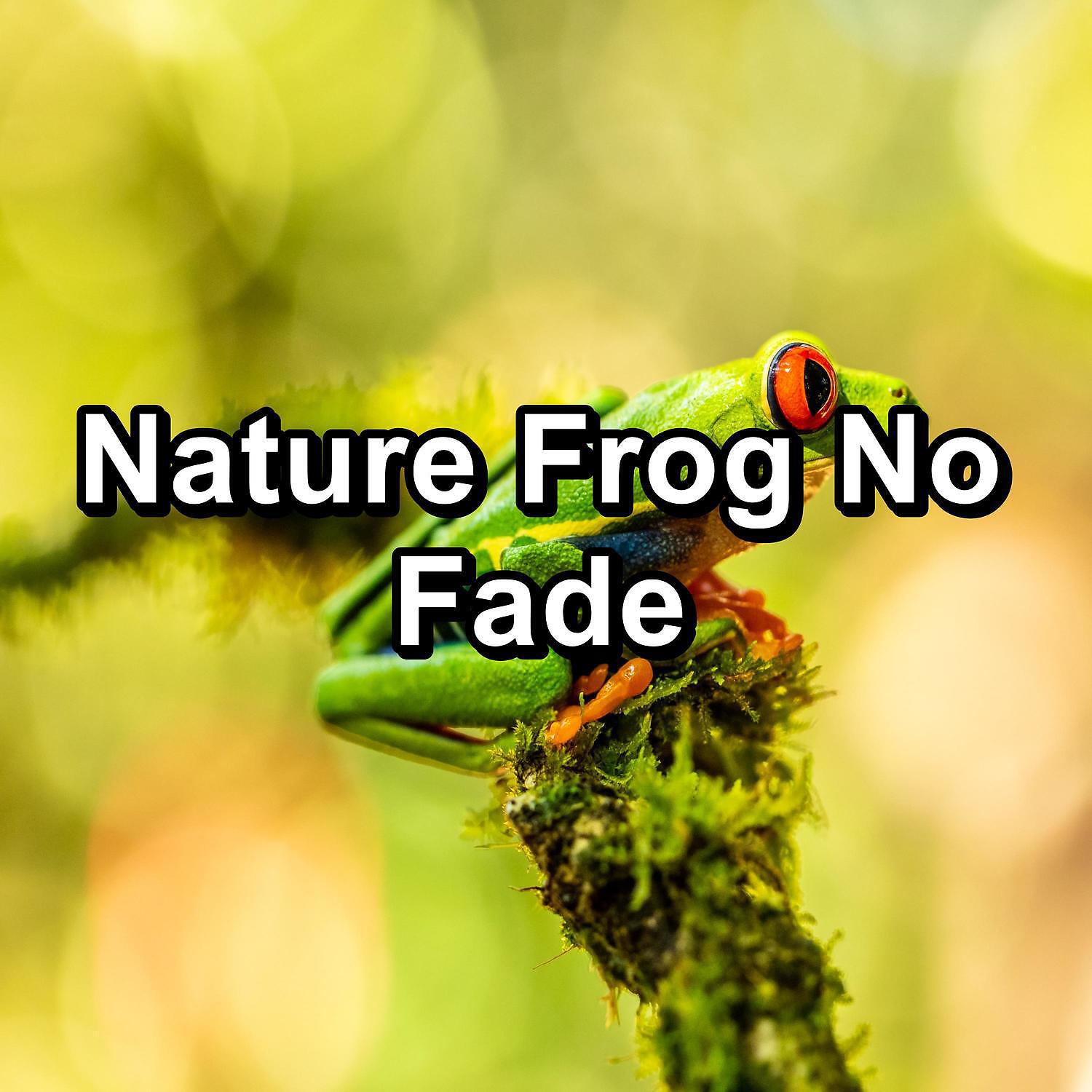 Релиз Nature Frog No Fade