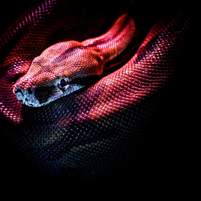 Релиз Snake