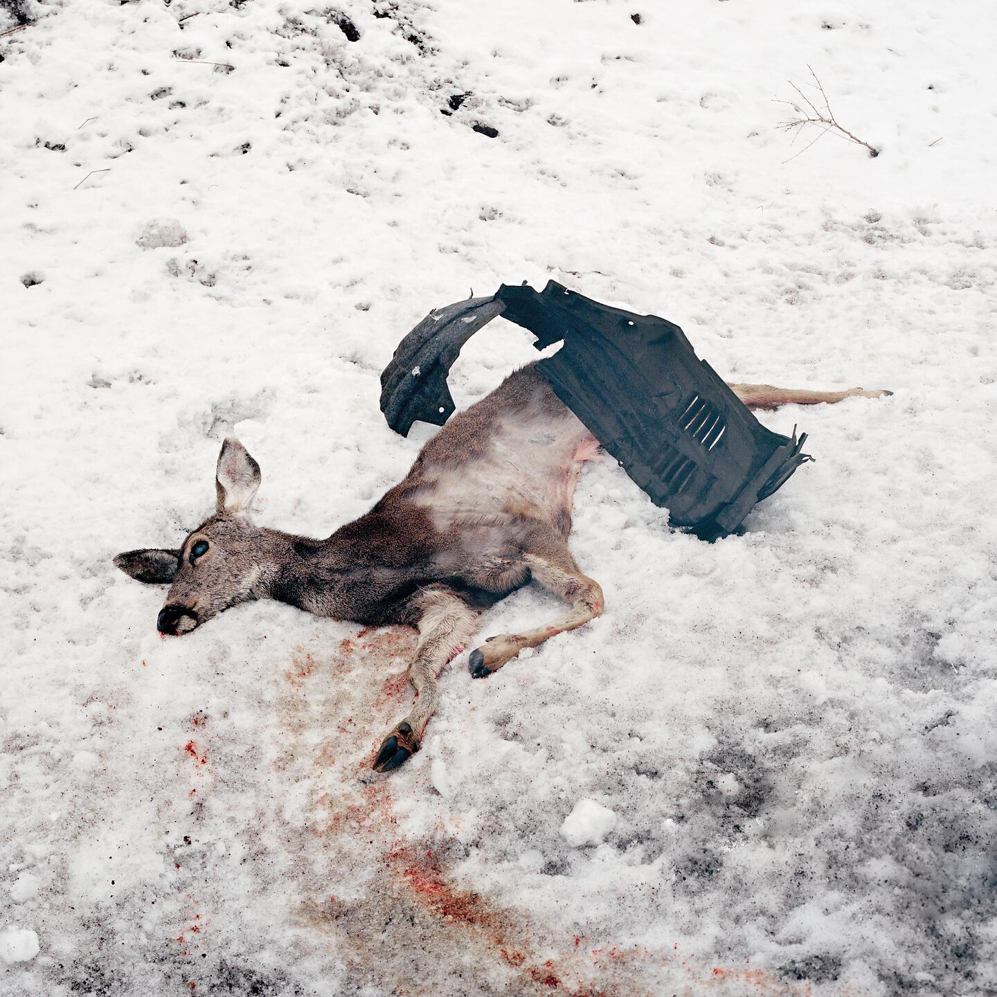 Релиз Debemur Morti