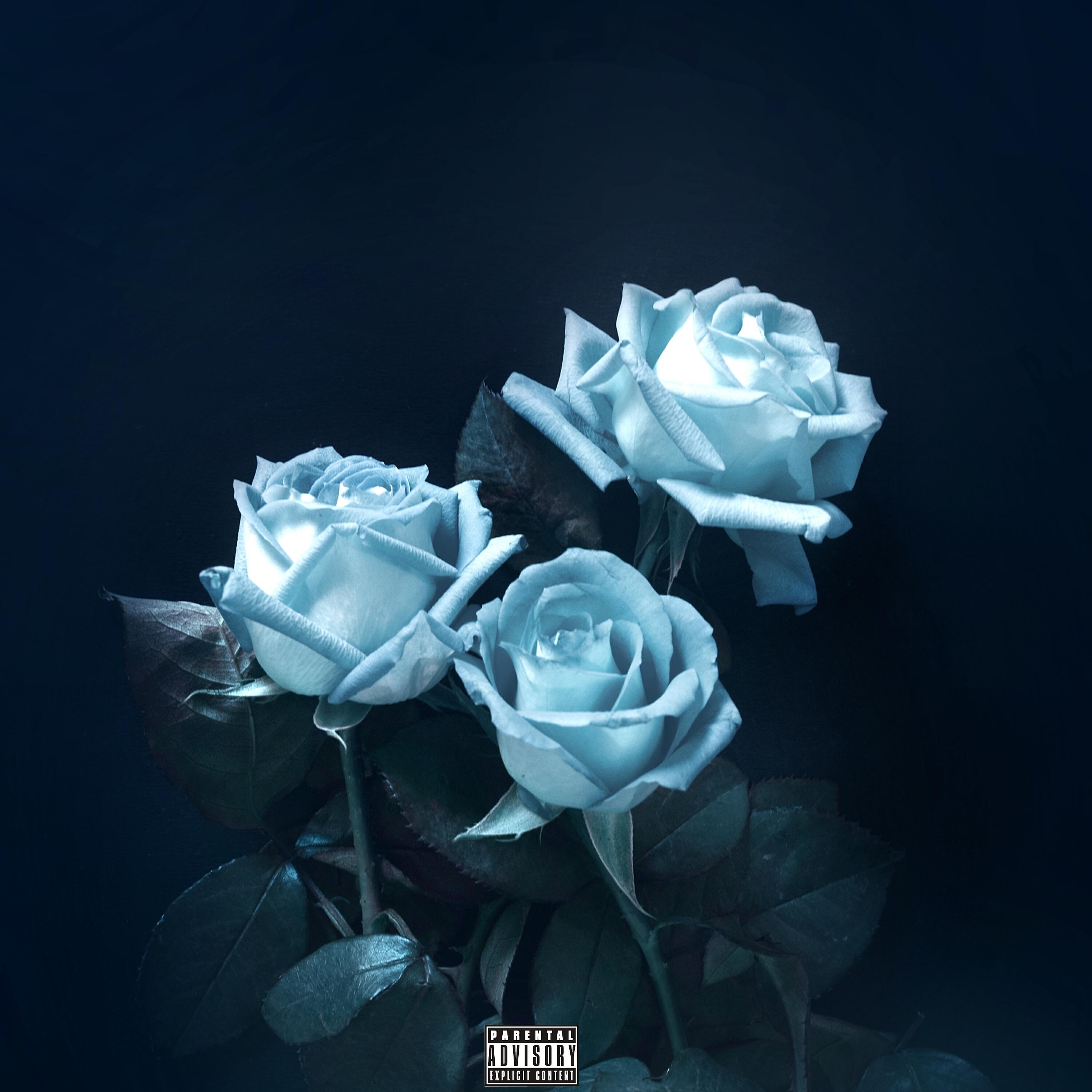 Релиз Blue Roses