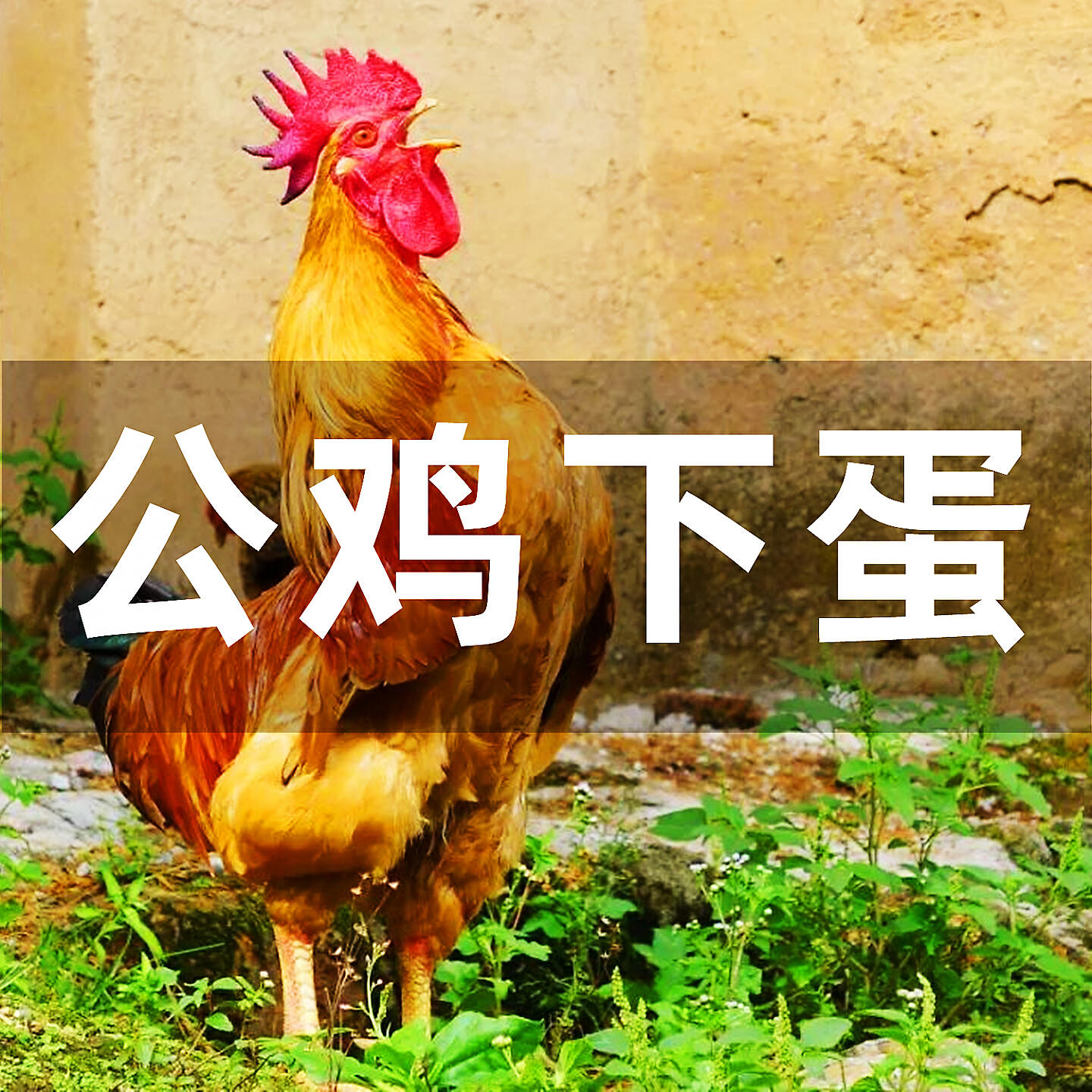 Релиз 公鸡下蛋