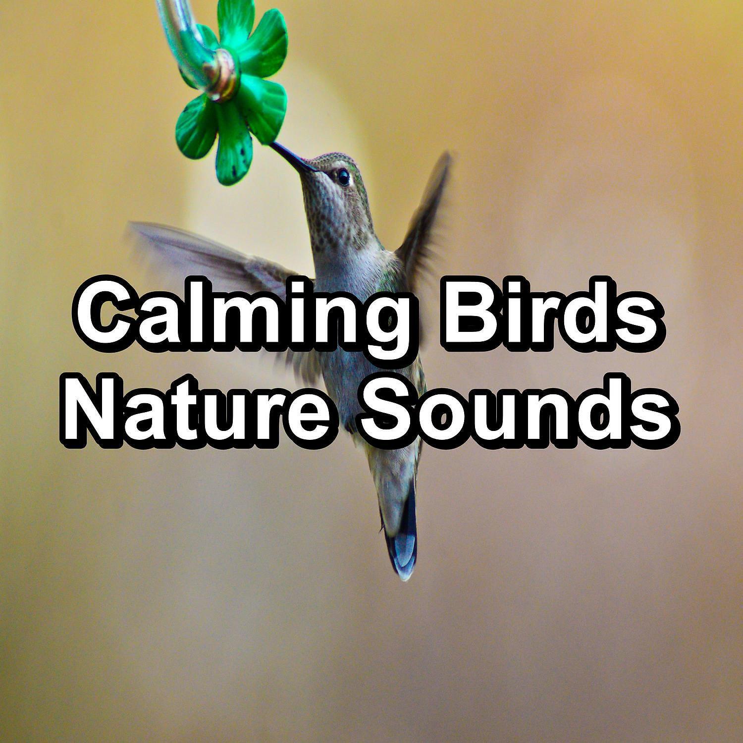Релиз Calming Birds Nature Sounds