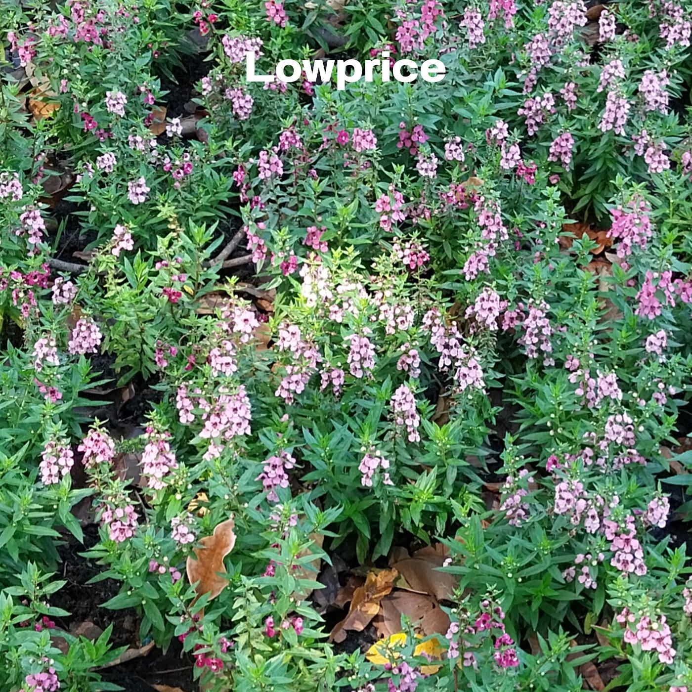 Трек ตกหลุมรัก