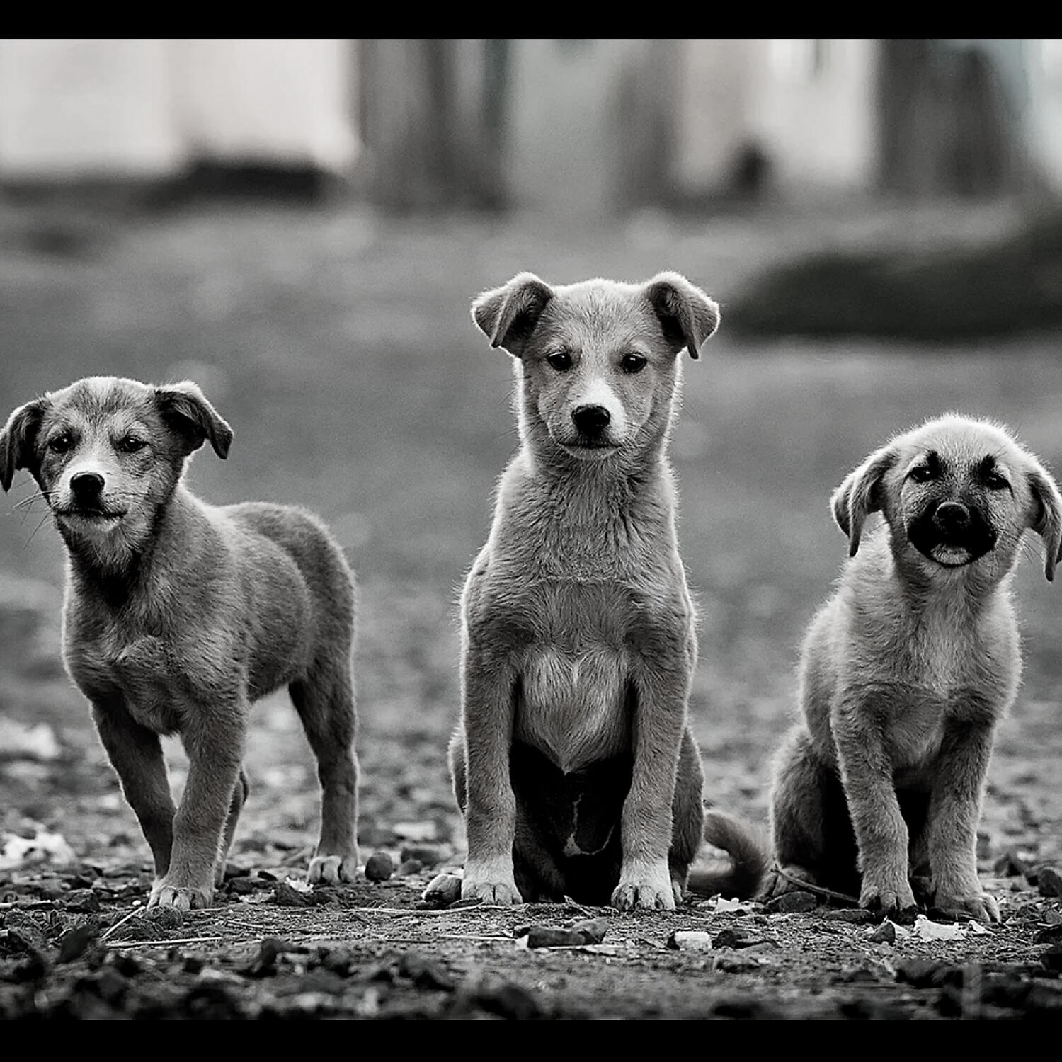 Трек Music (Calming Your Dog)
