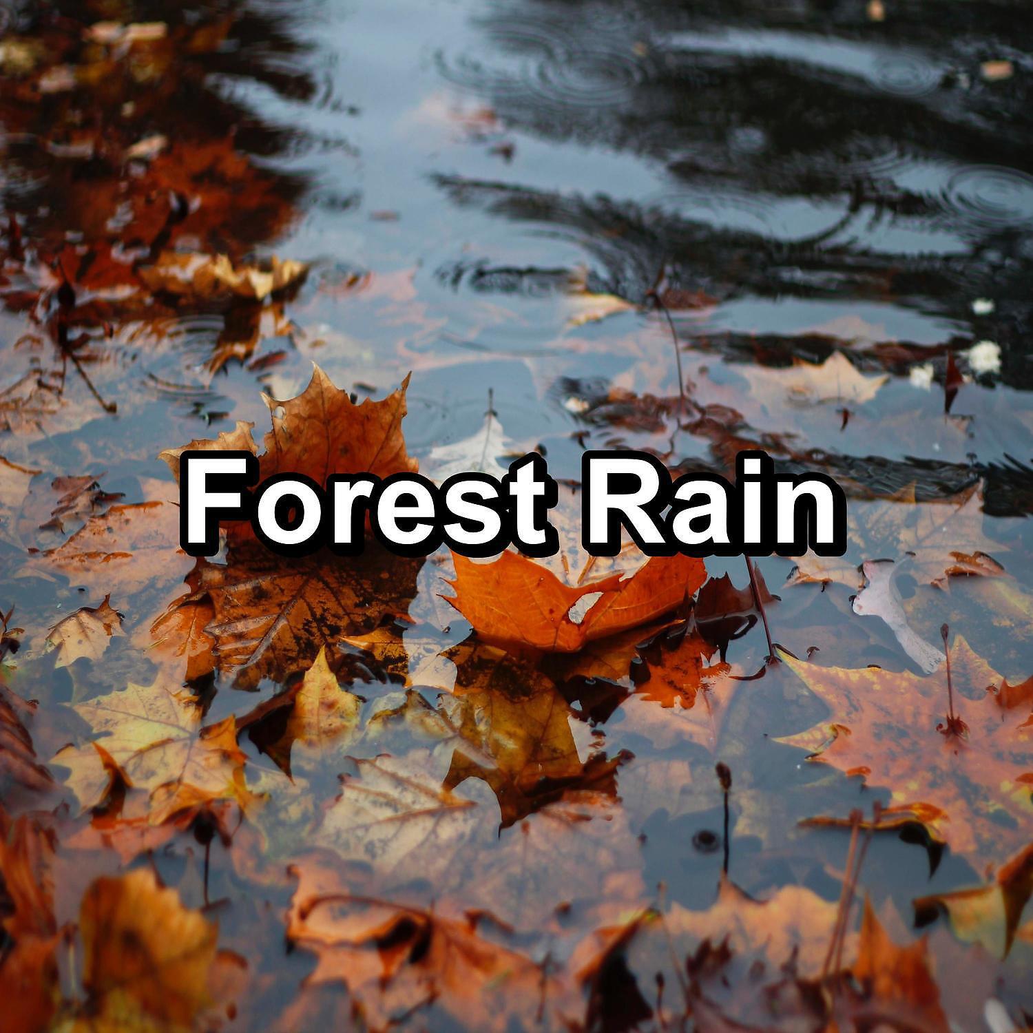 Релиз Forest Rain