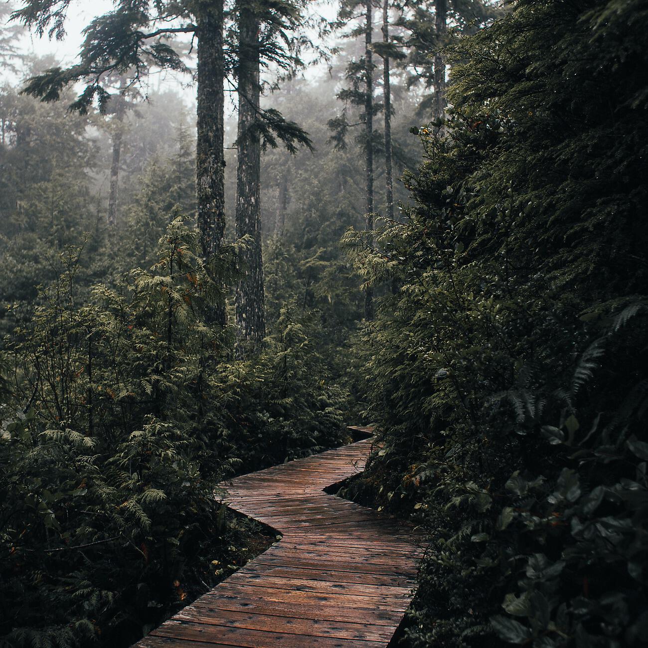 Релиз Relaxing Rain Fall