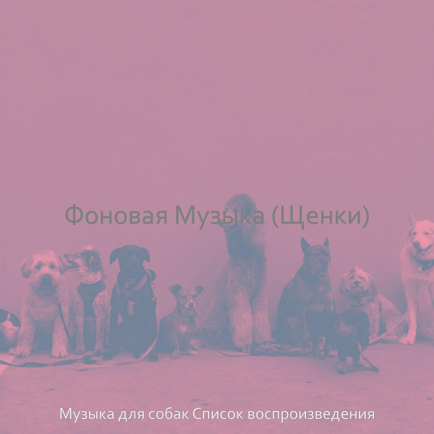 Постер альбома Фоновая Музыка (Щенки)
