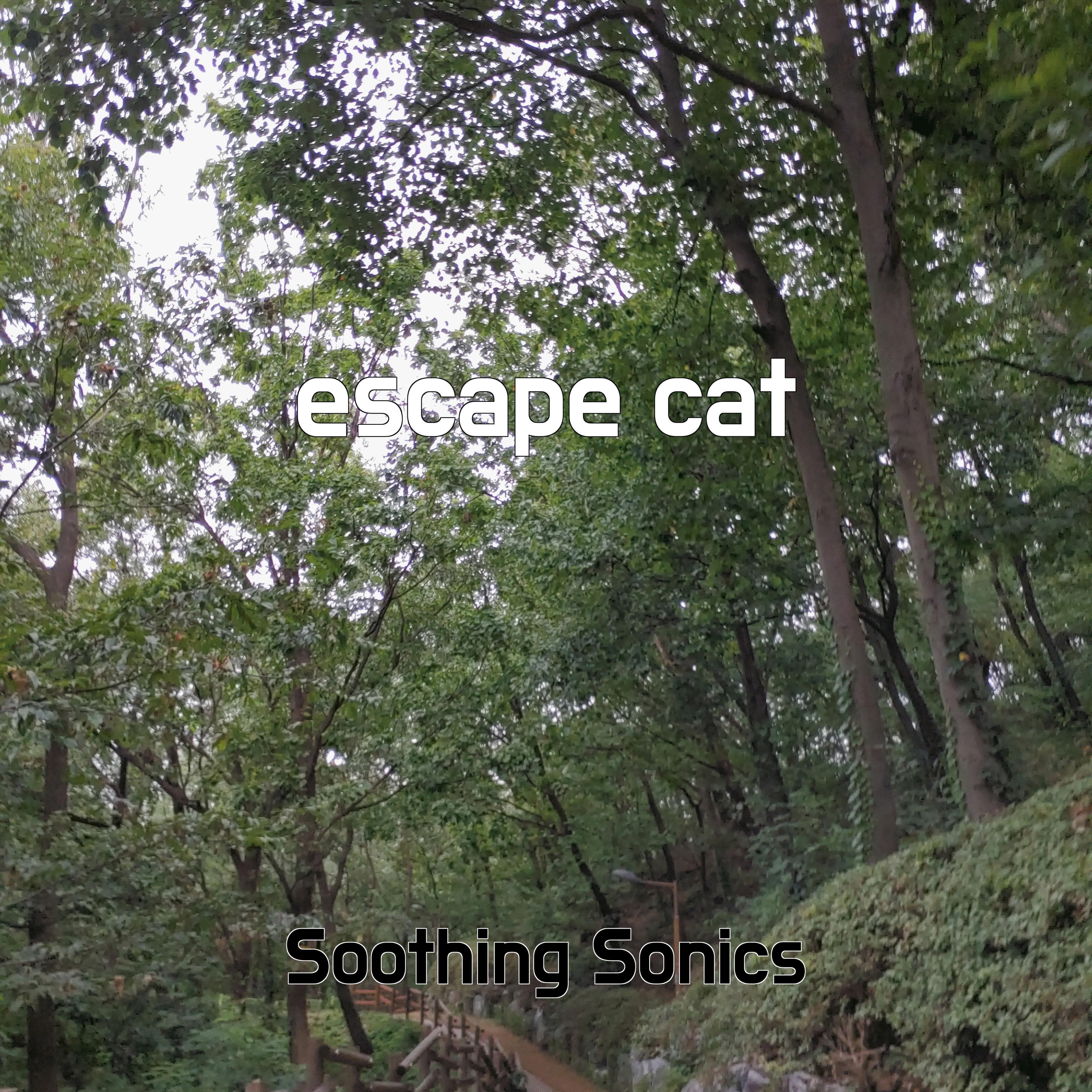 Релиз escape cat