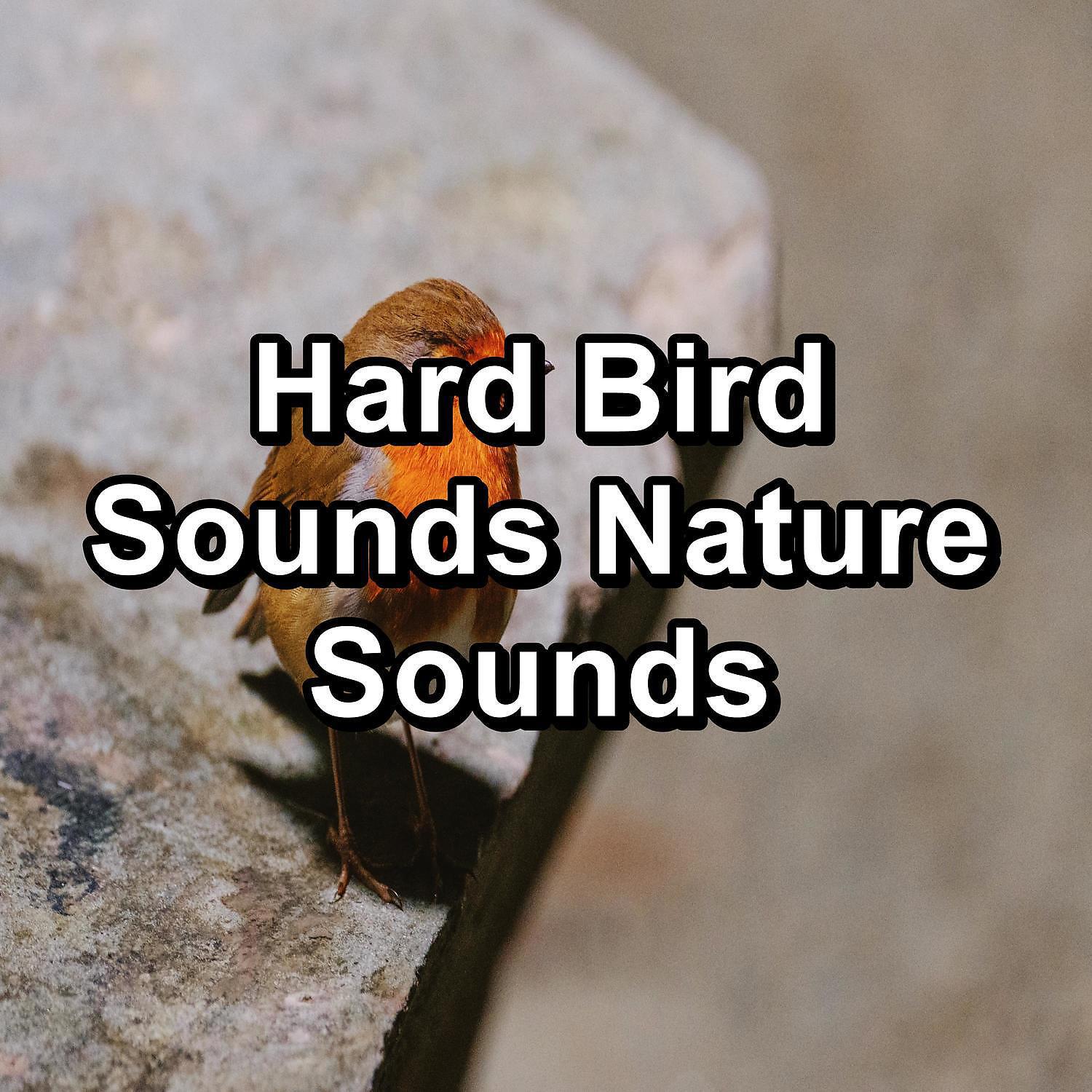 Релиз Hard Bird Sounds Nature Sounds