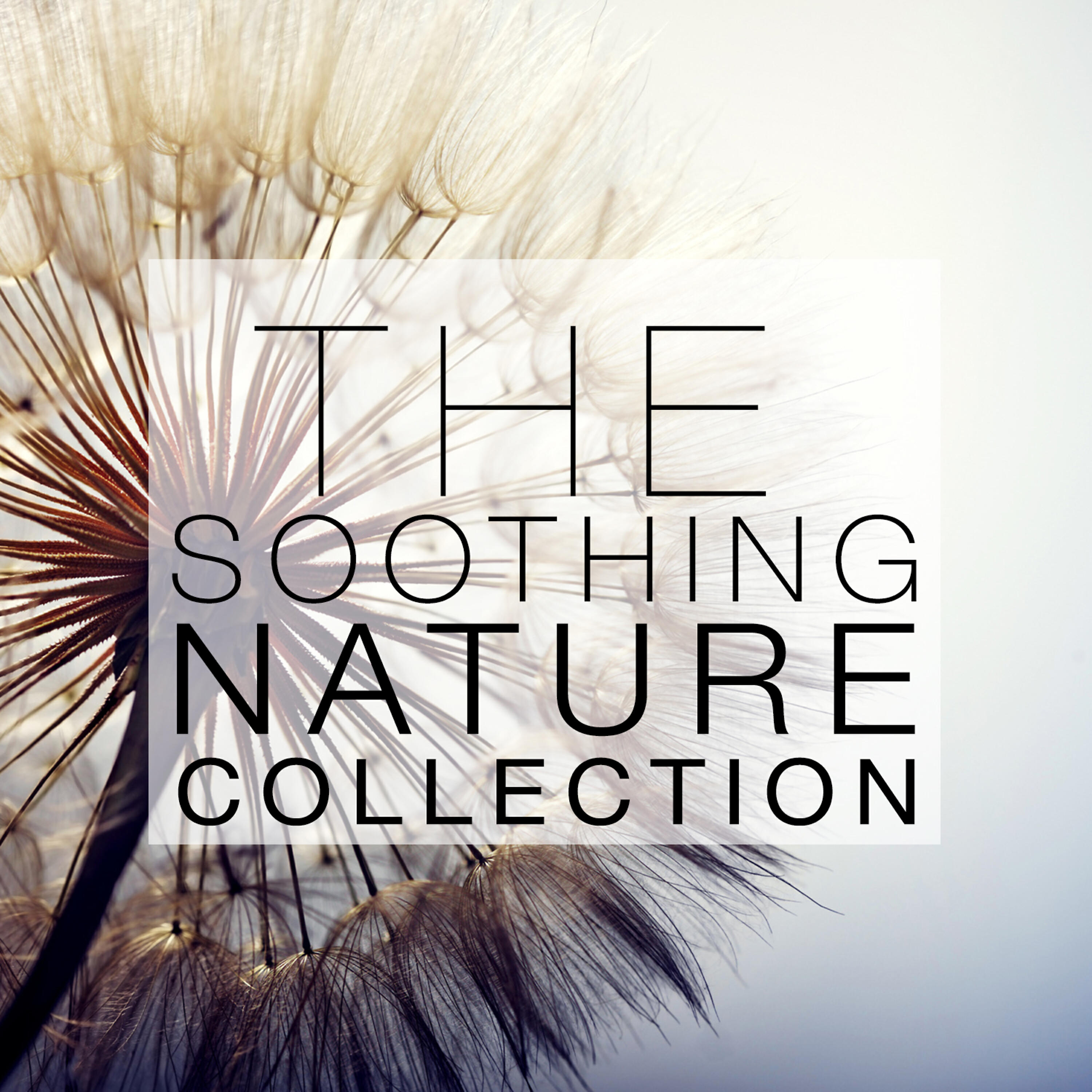 Релиз The Soothing Nature Collection
