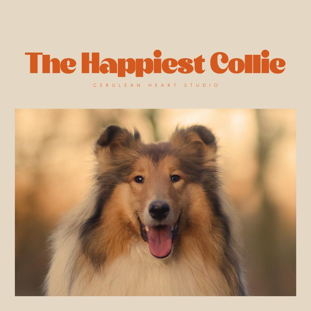 Релиз The Happiest Collie