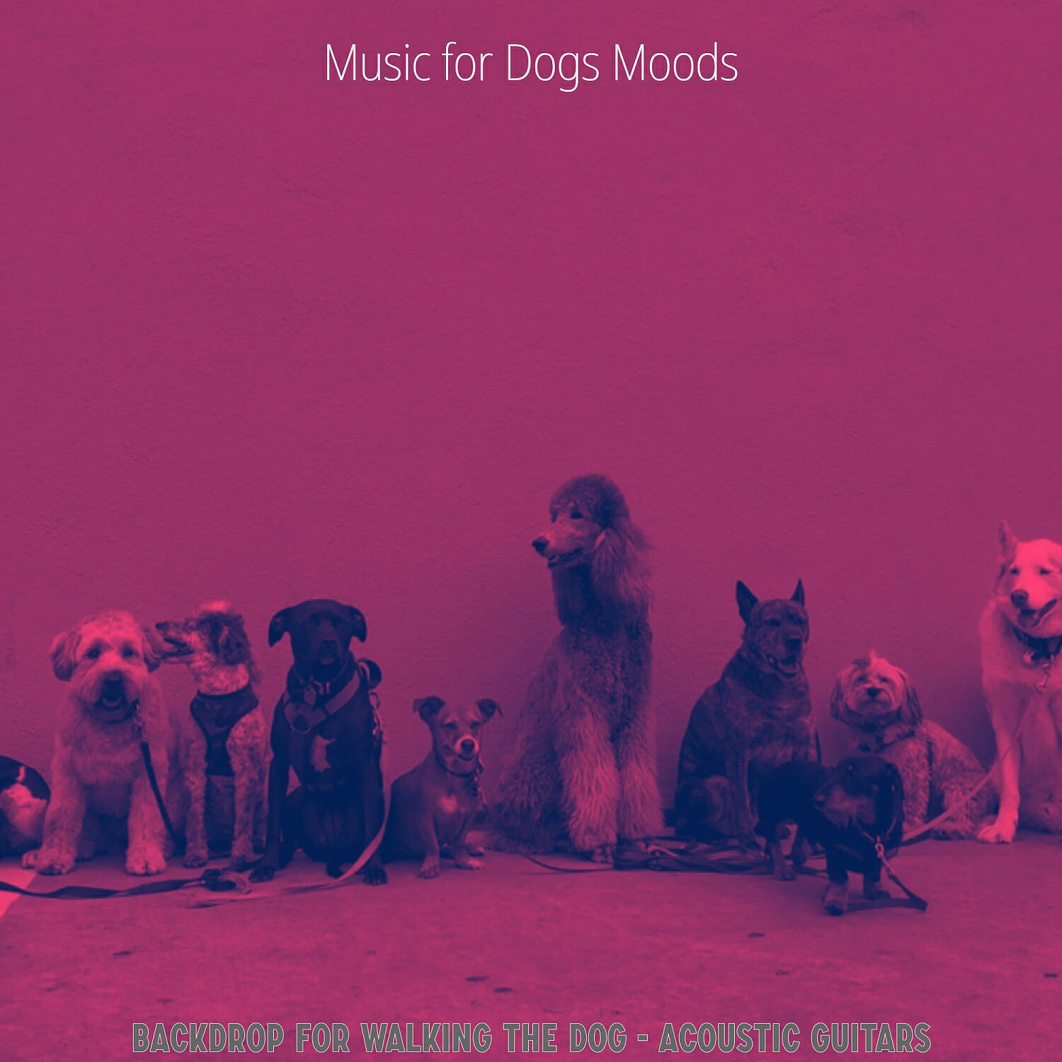 Релиз Backdrop for Walking the Dog - Acoustic Guitars