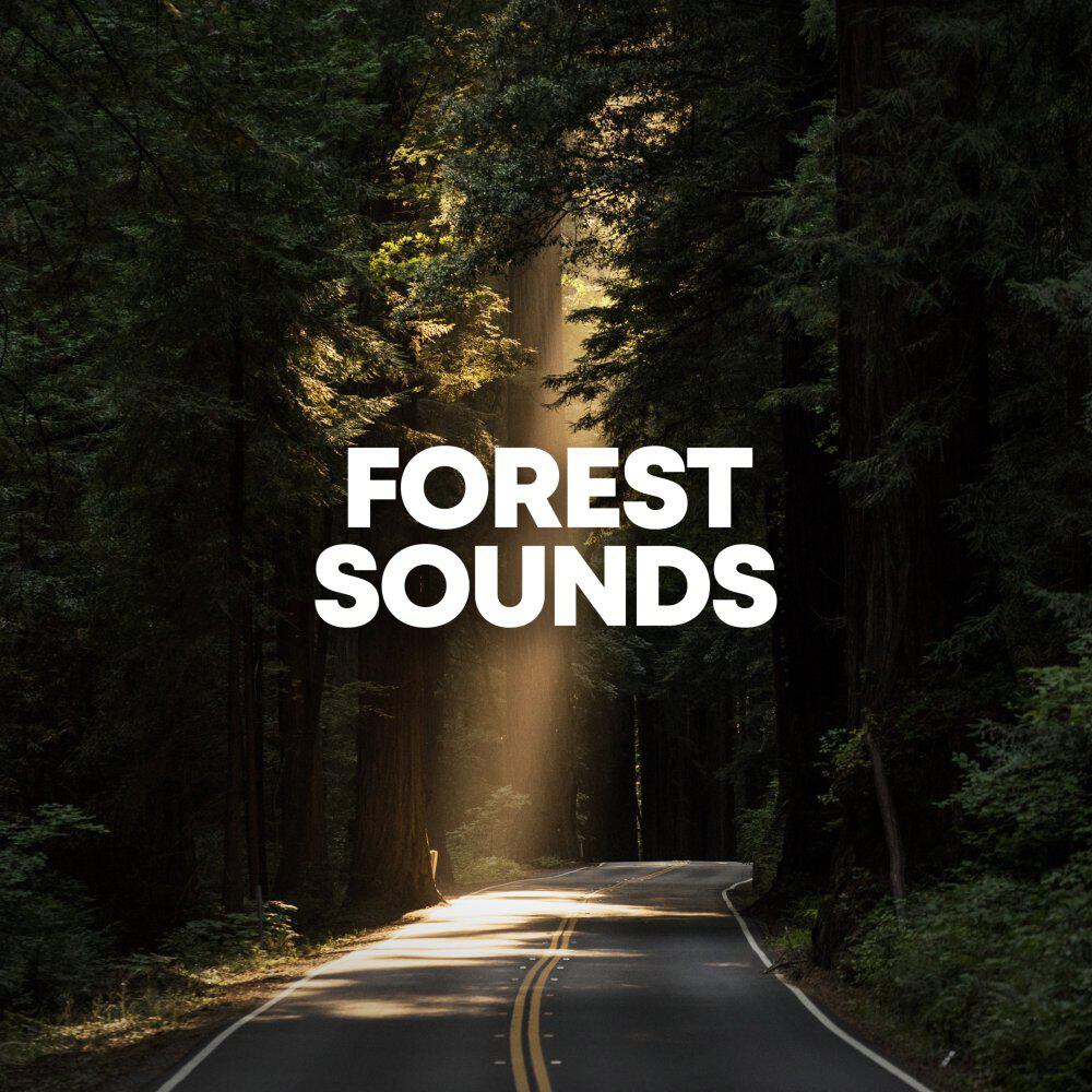 Постер альбома Forest Sounds