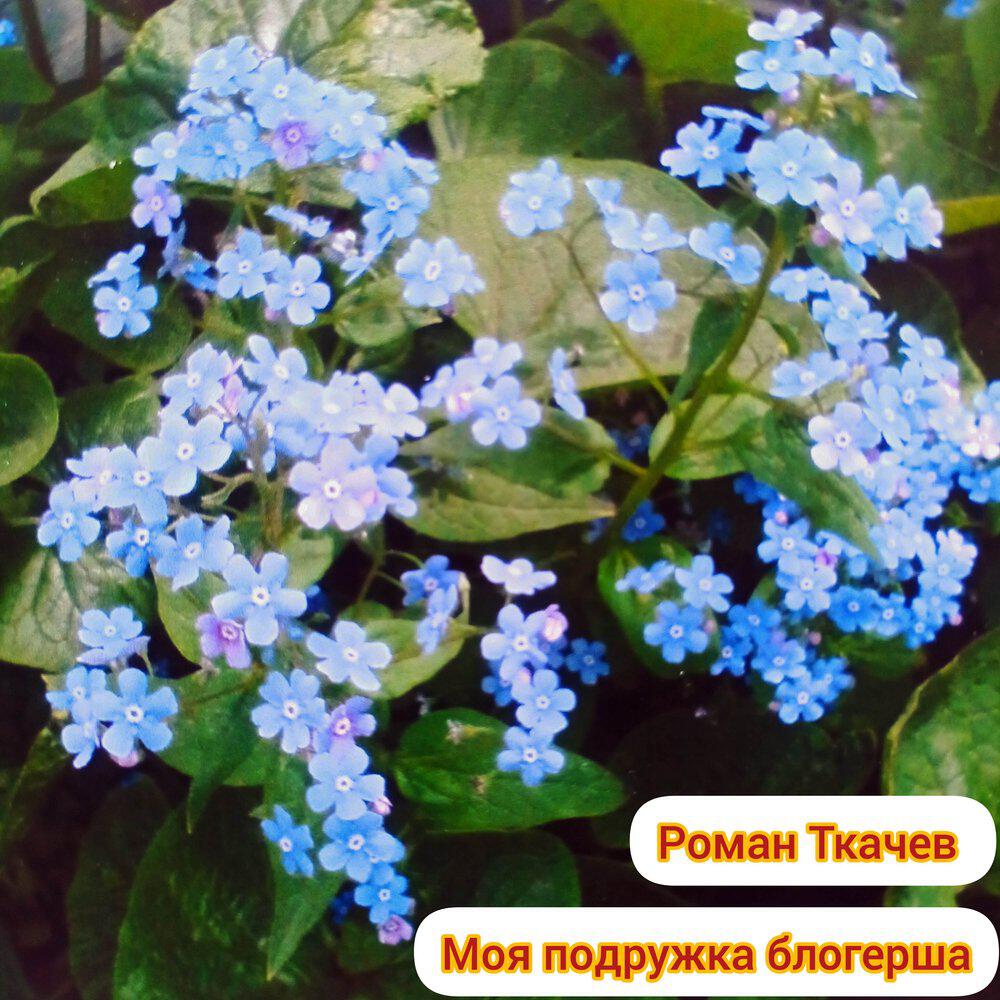 Релиз Моя подружка блогерша