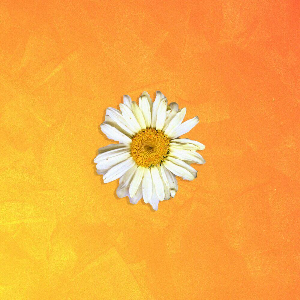 Релиз Daisies