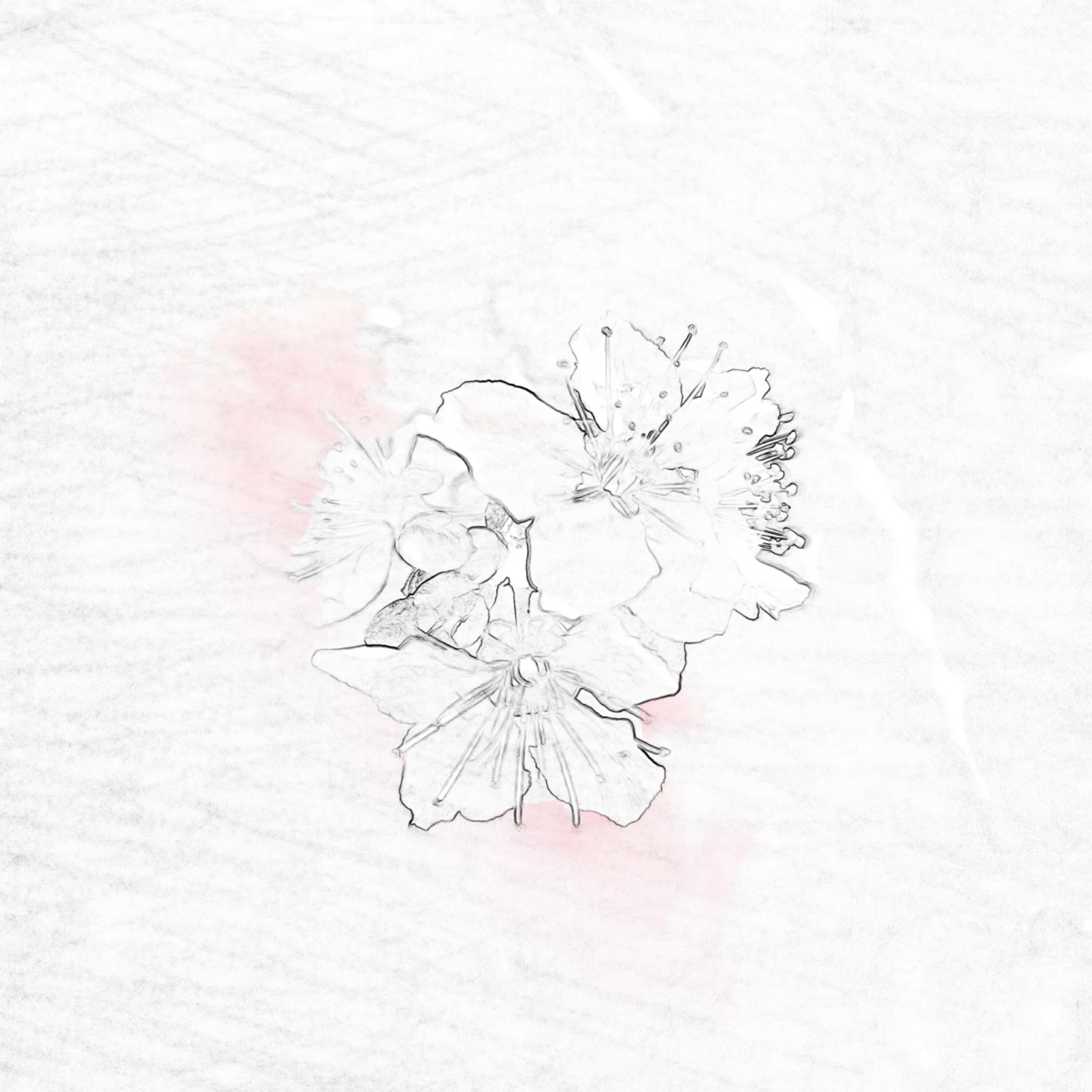 Релиз 一春一瞬
