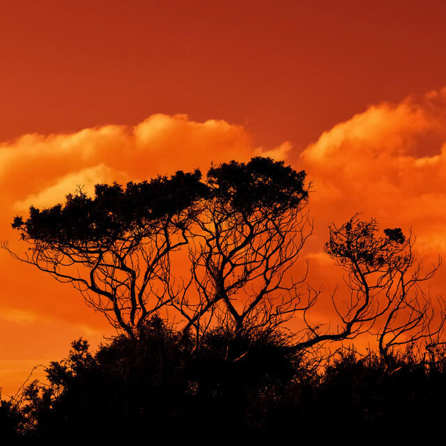 Релиз Wisdom of Buddha | Mother Nature Music, Nature Contemplation