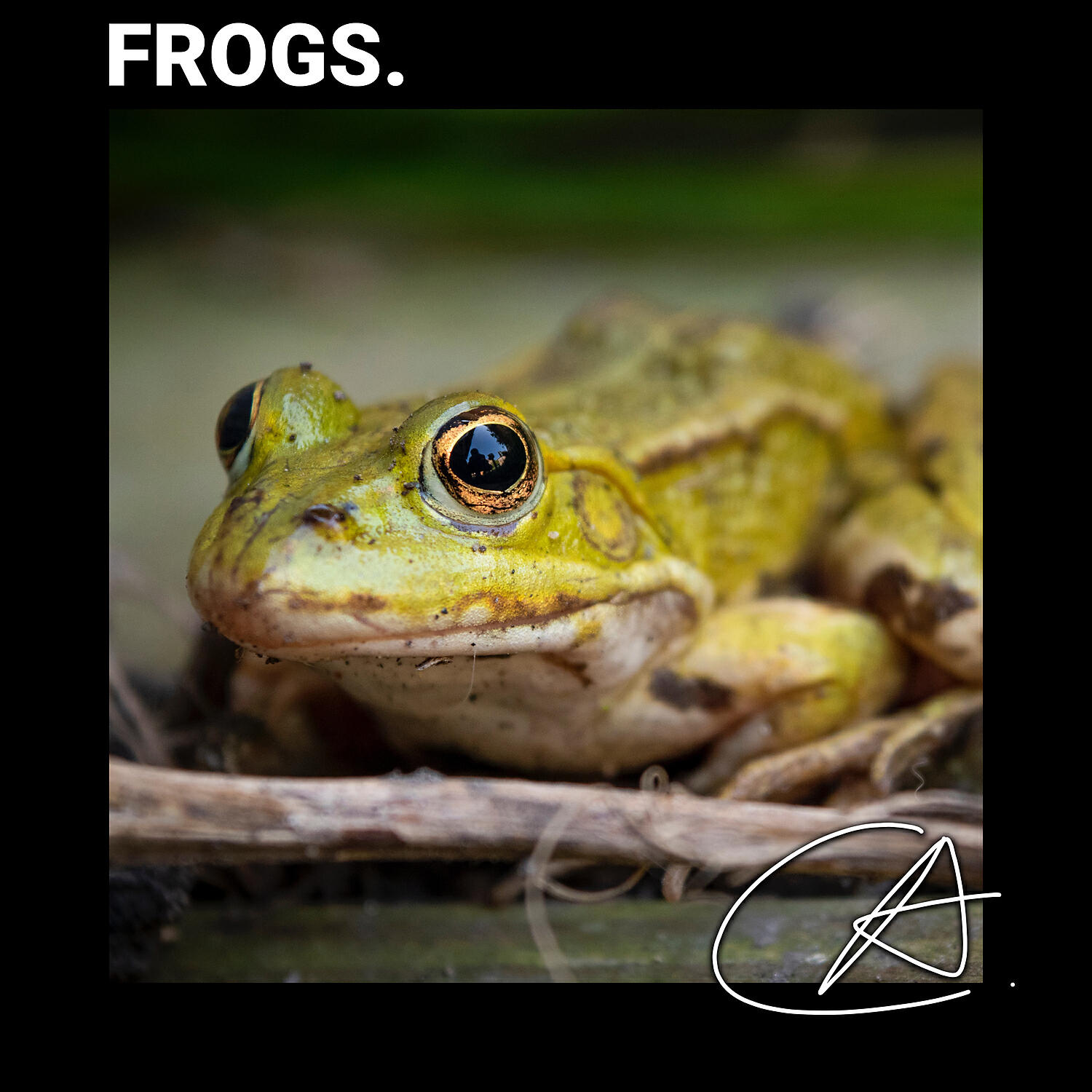 Релиз Relaxing Frog Sounds
