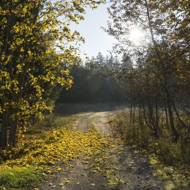 Leikki