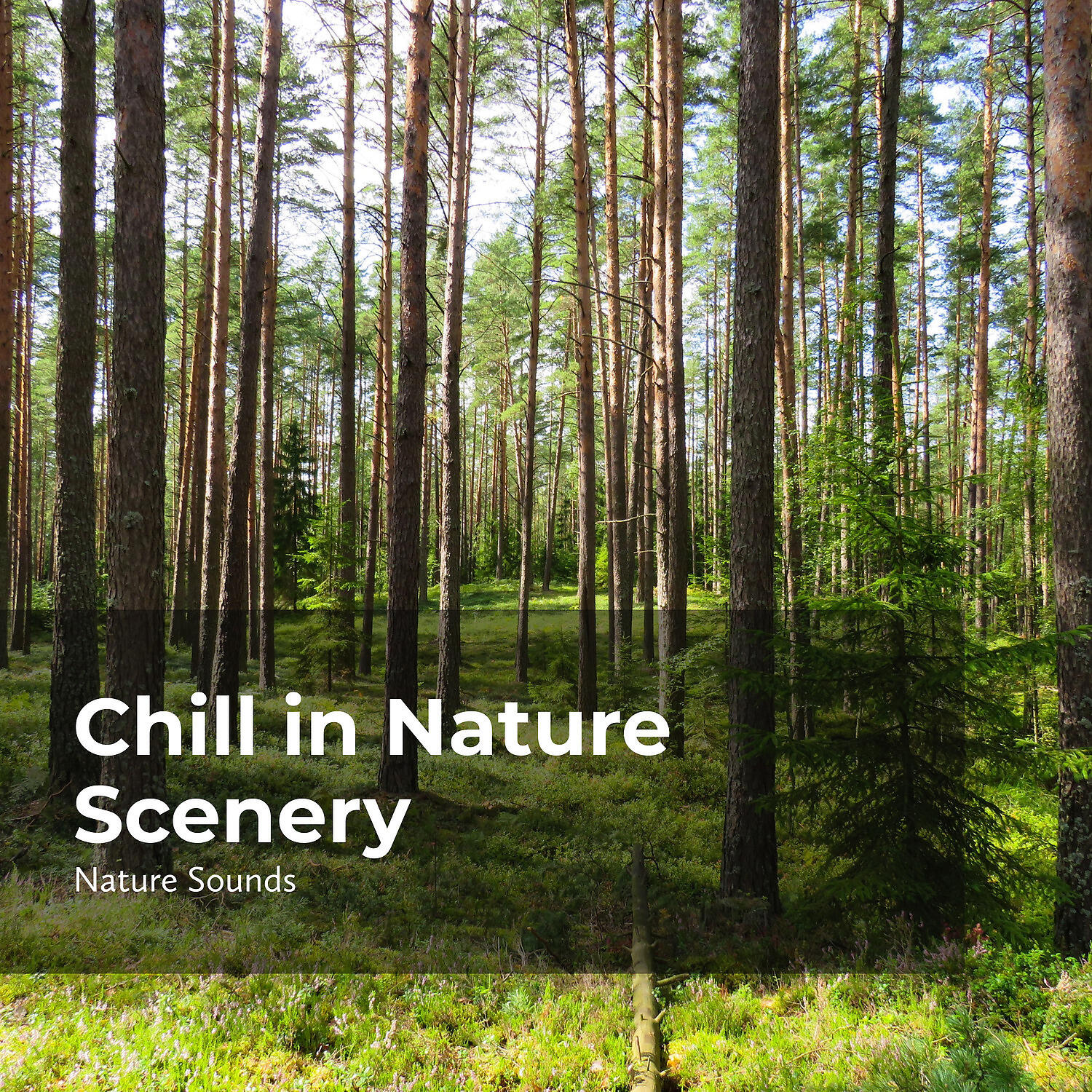 Релиз Chill in Nature Scenery