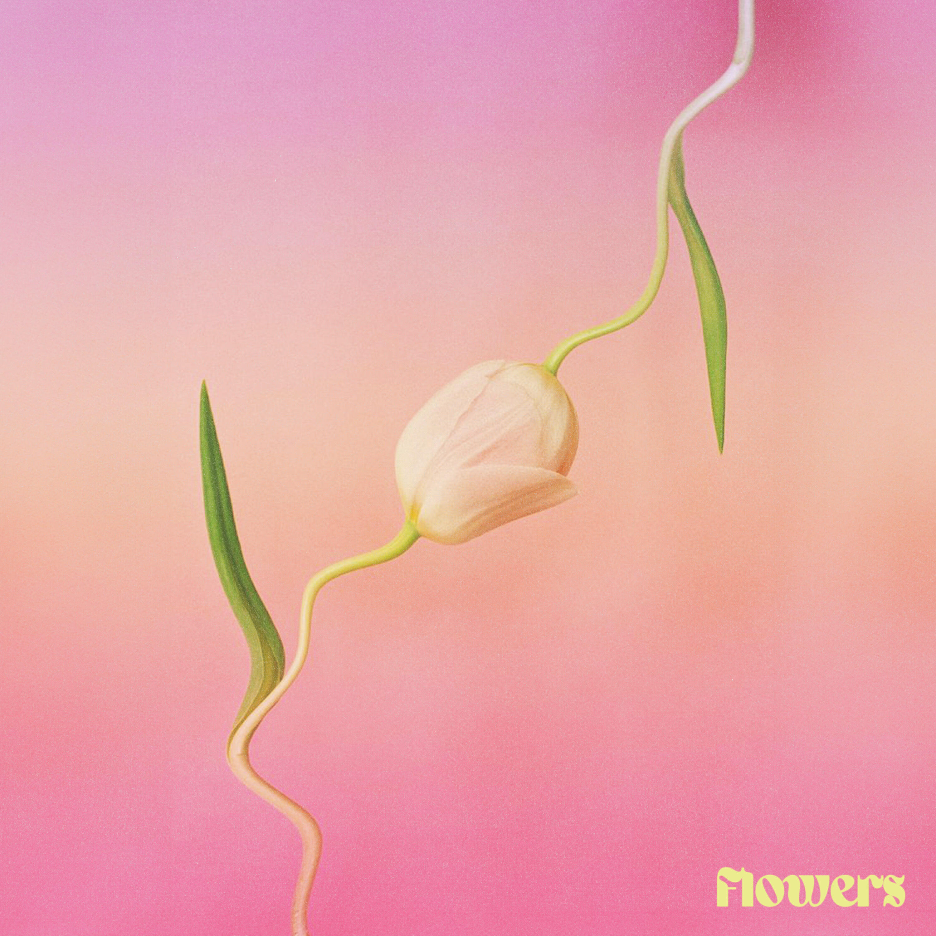 Релиз Flowers