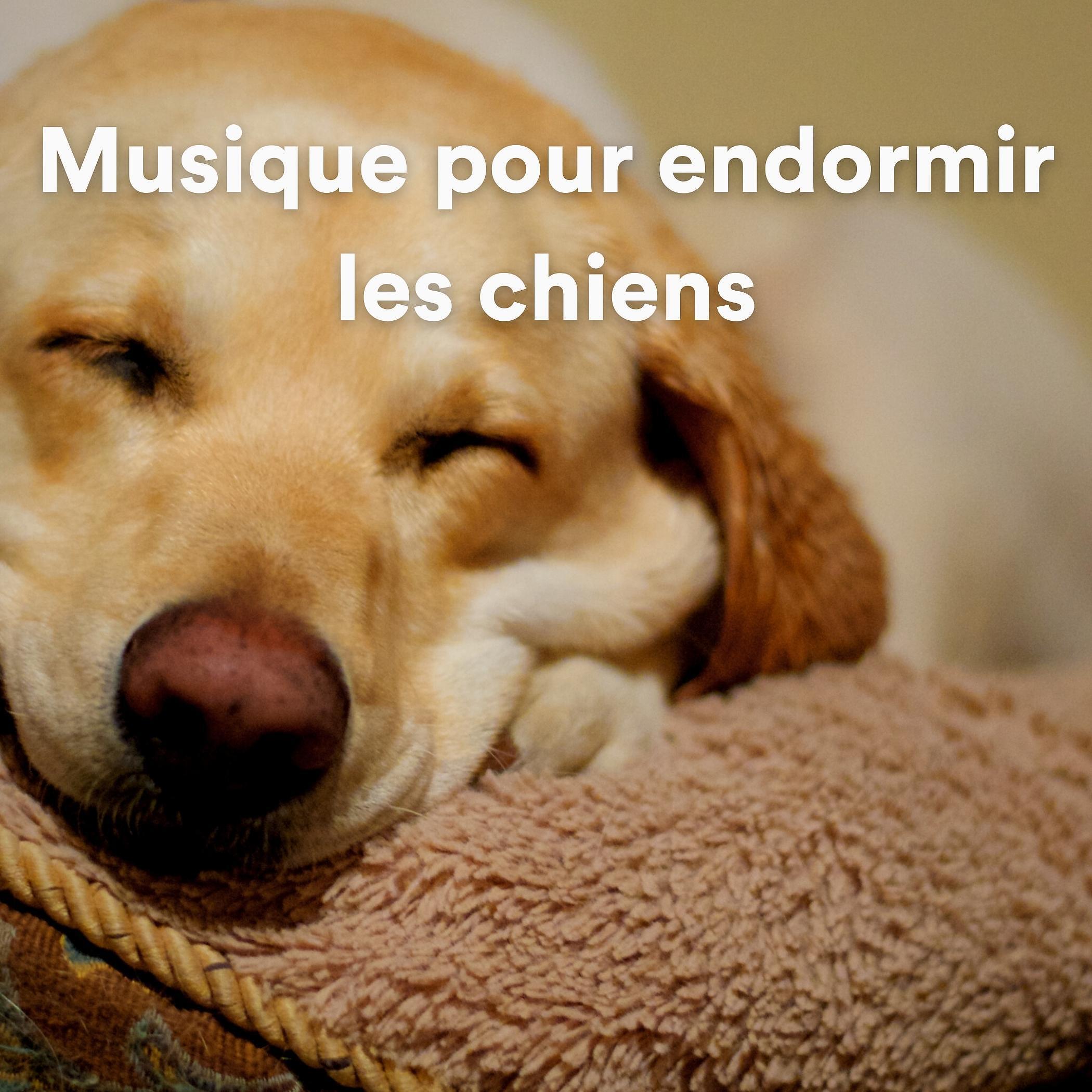 Релиз Musique pour endormir les chiens