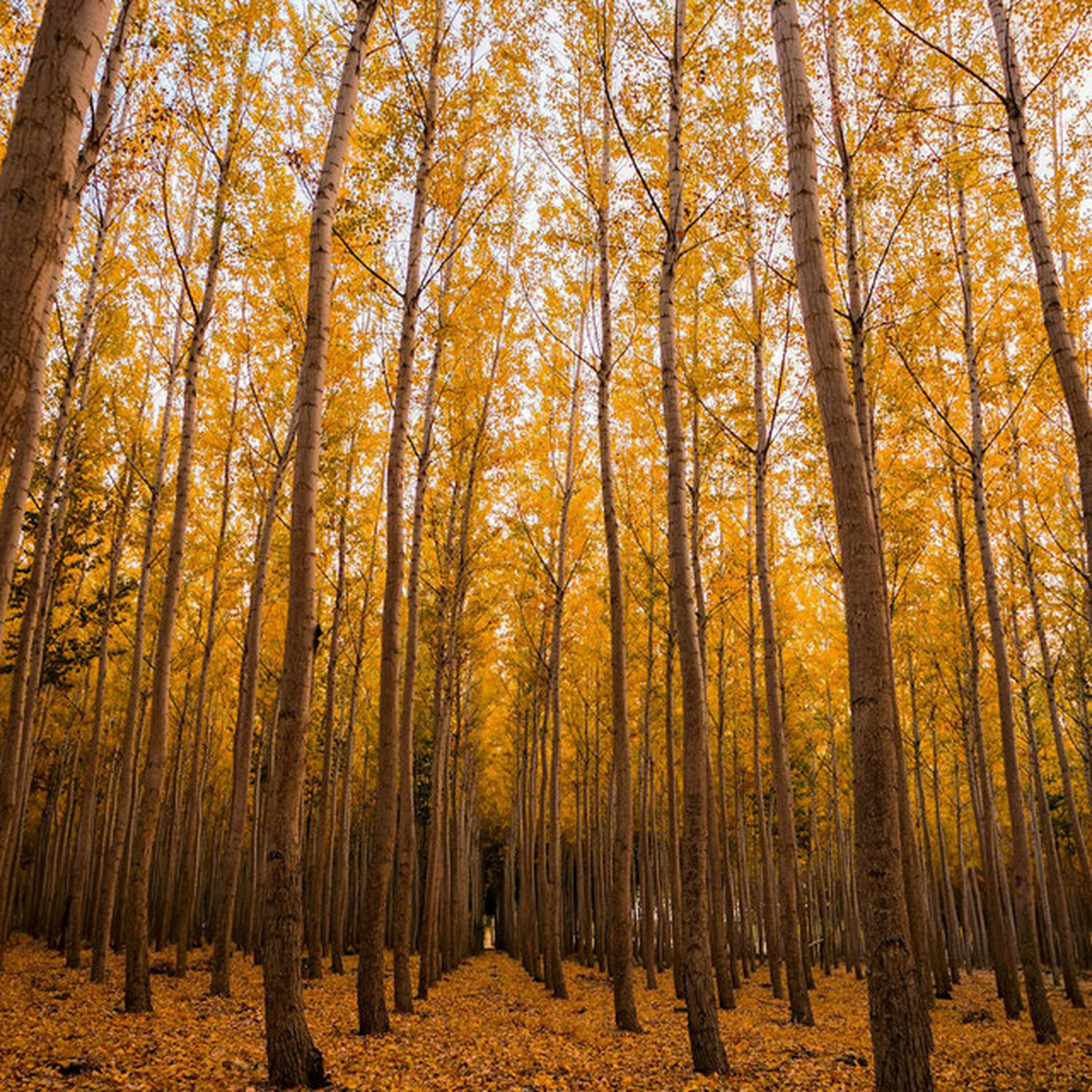 Релиз I Love You For All Seasons