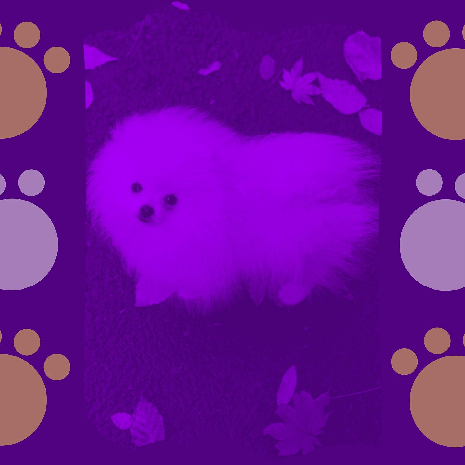 Релиз Music for Calming Your Puppy