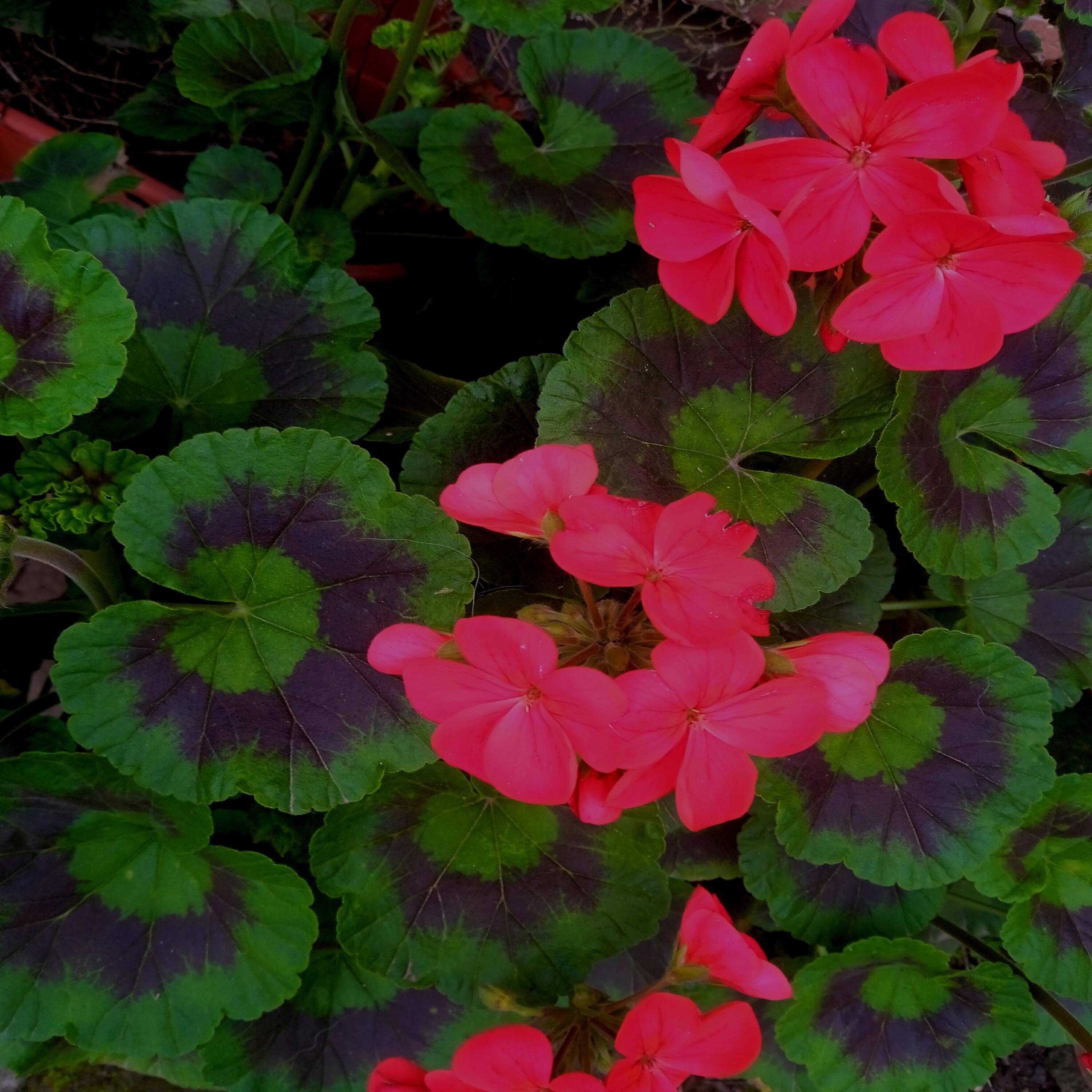 Релиз Aun la Flor