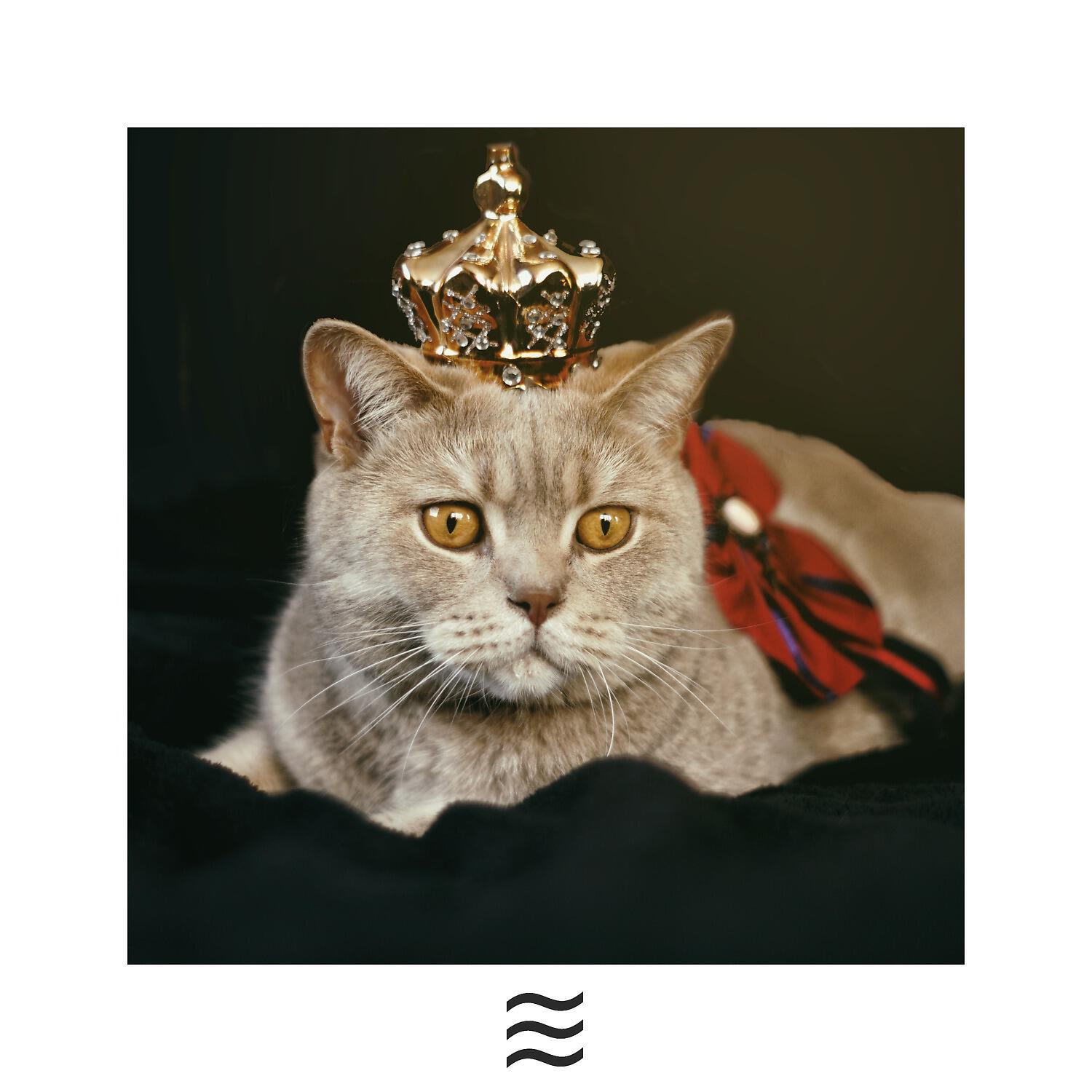 Релиз Pets Calming Raining Soughs Noises