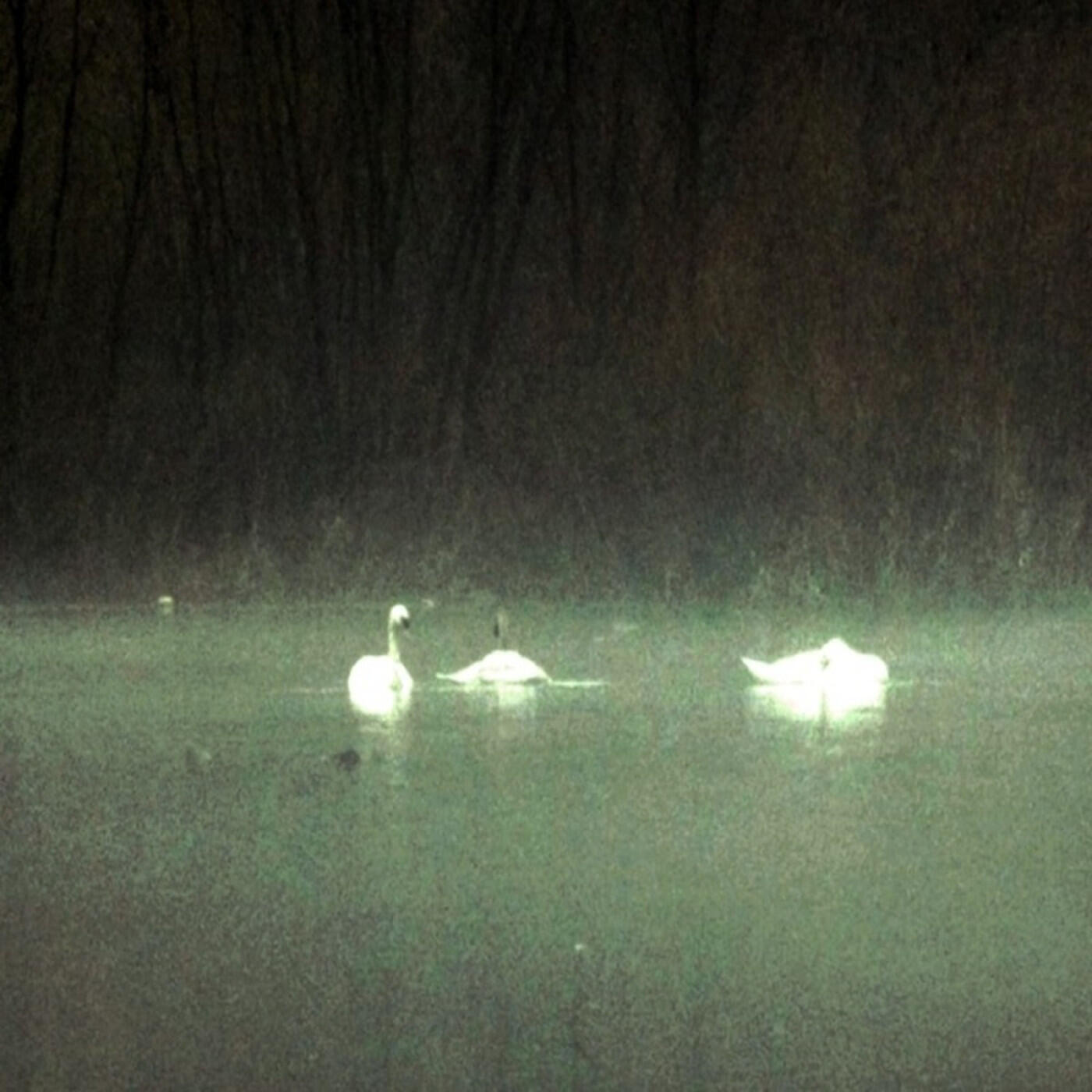 Релиз swans