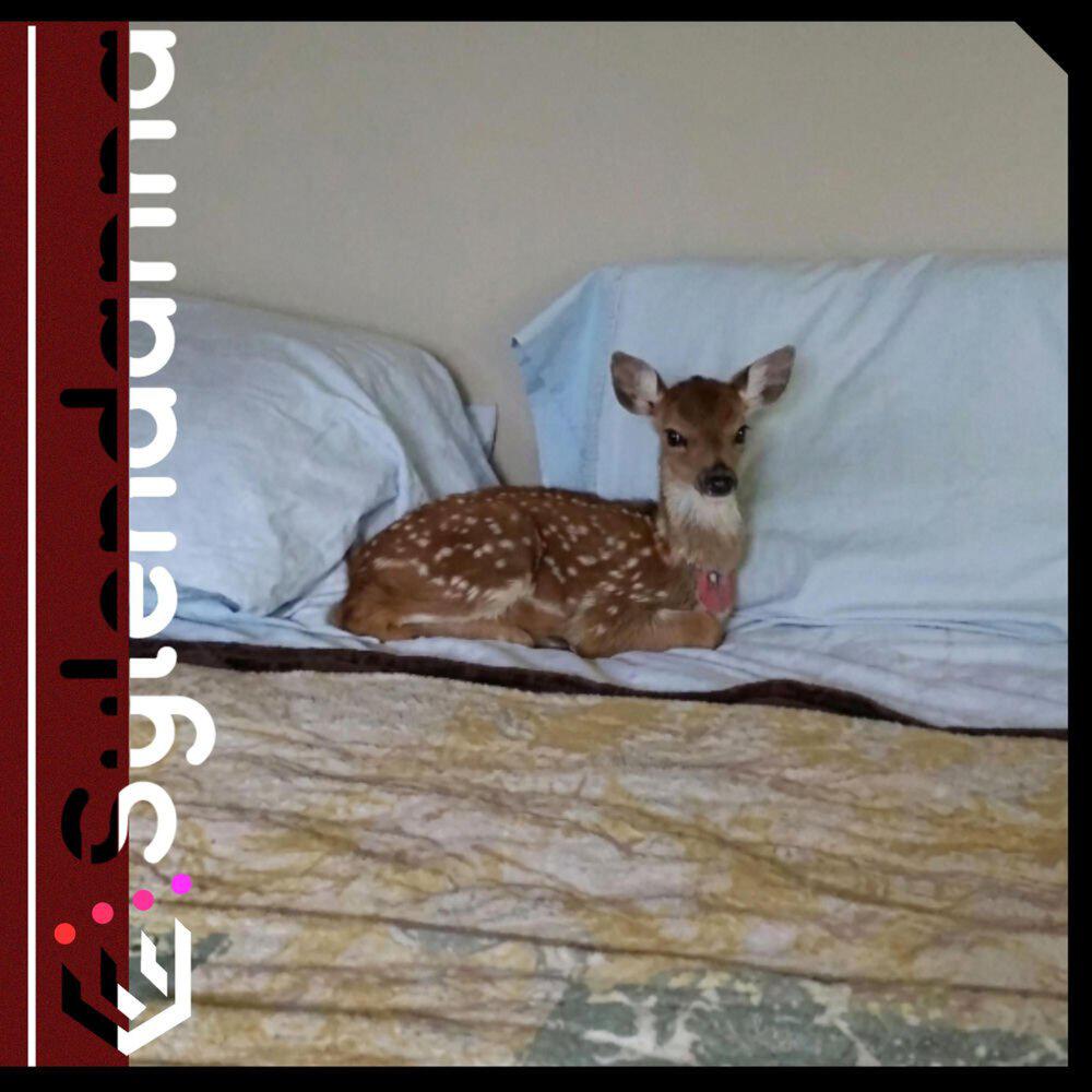 Релиз i'm insecure